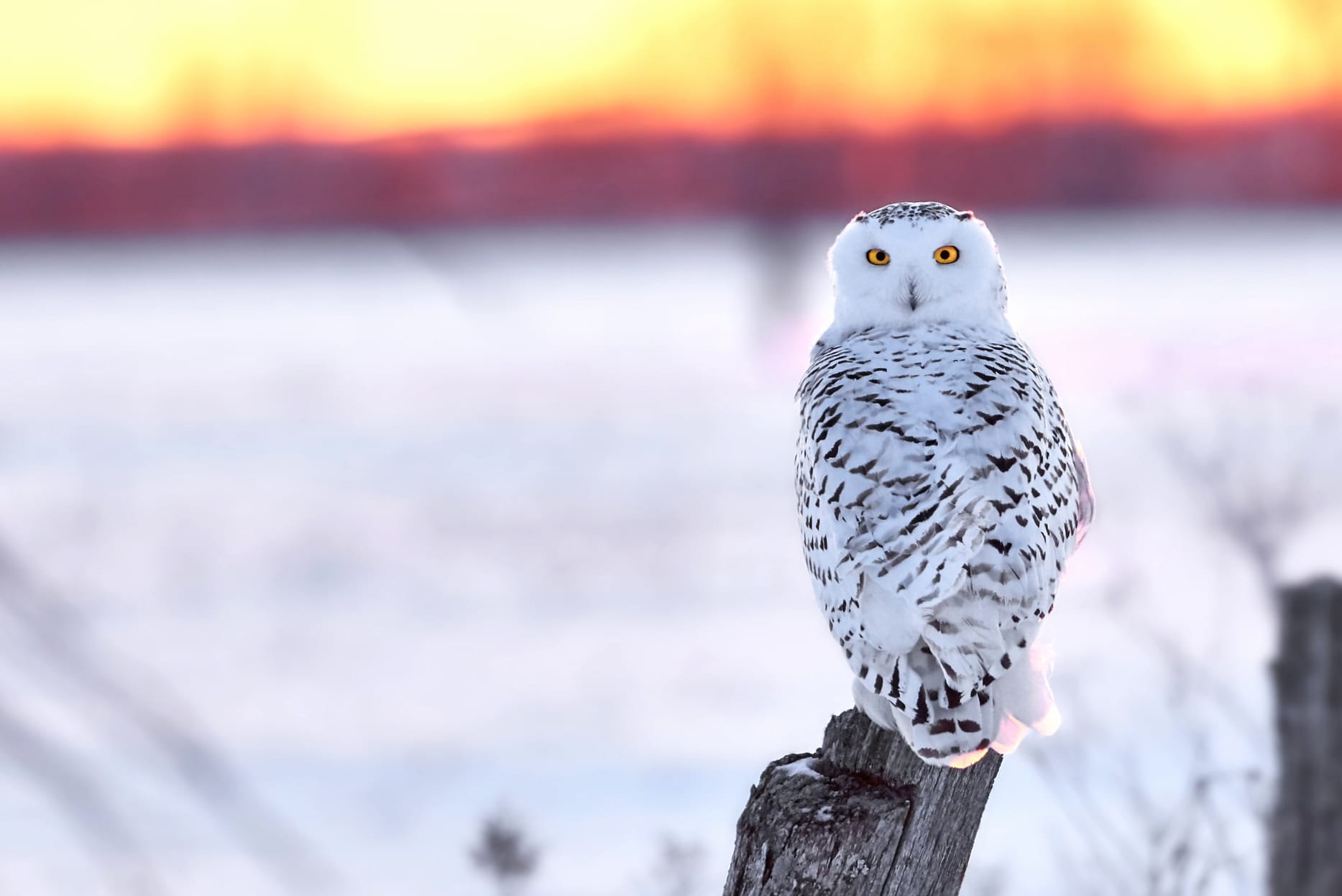 Animal Snowy Owl wallpapers HD Animal Snowy Owl wallpapers HD quality