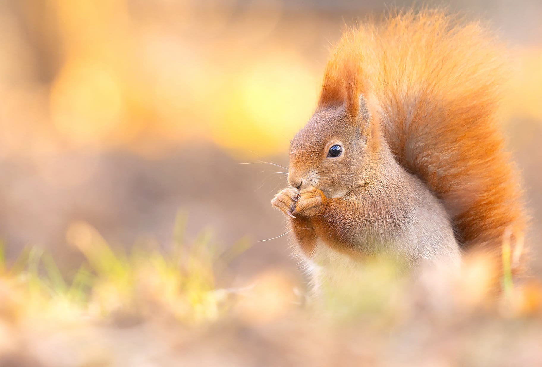 Animal Squirrel at 1334 x 750 iPhone 7 size wallpapers HD quality