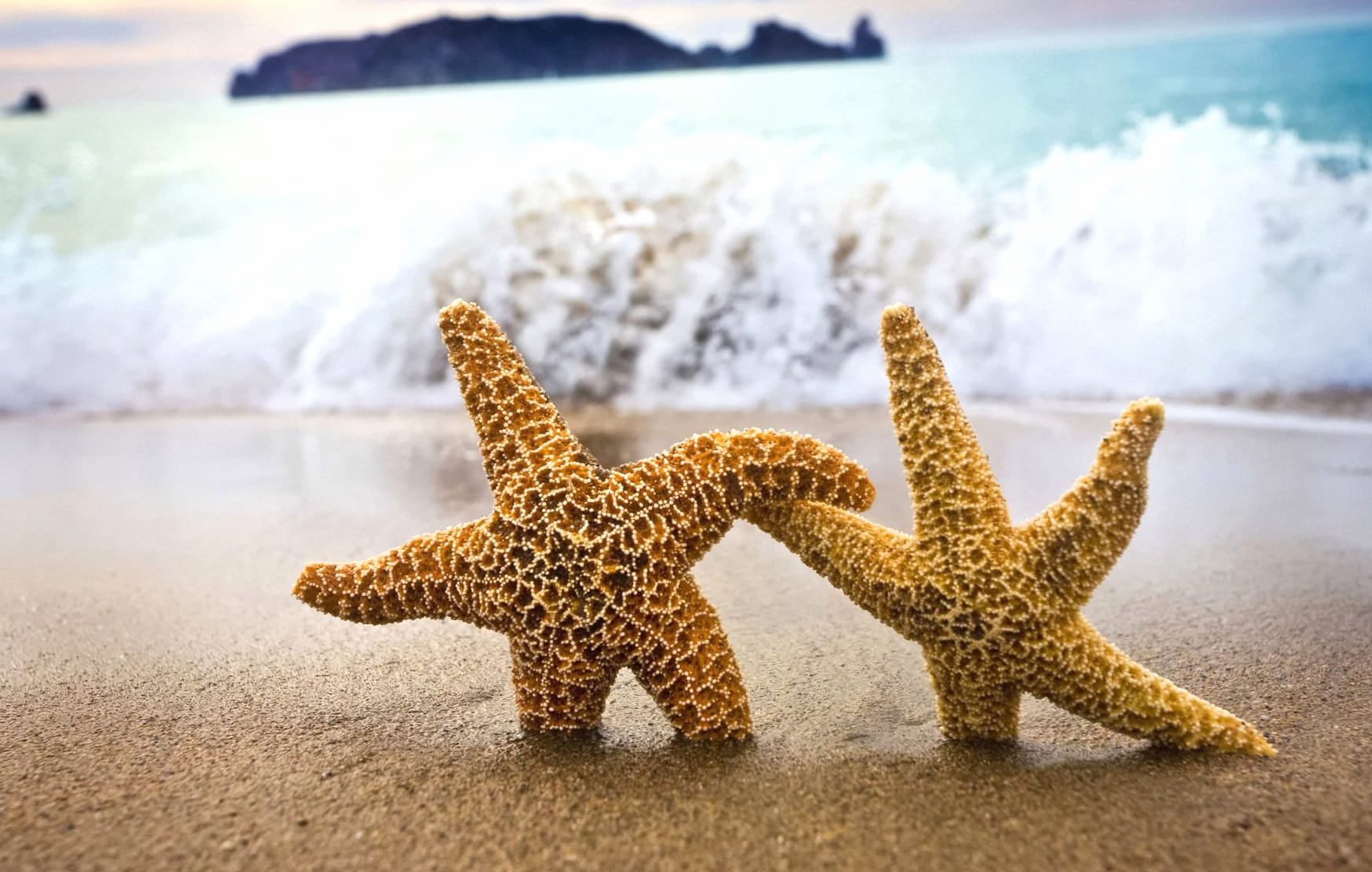 Animal Starfish at 640 x 960 iPhone 4 size wallpapers HD quality