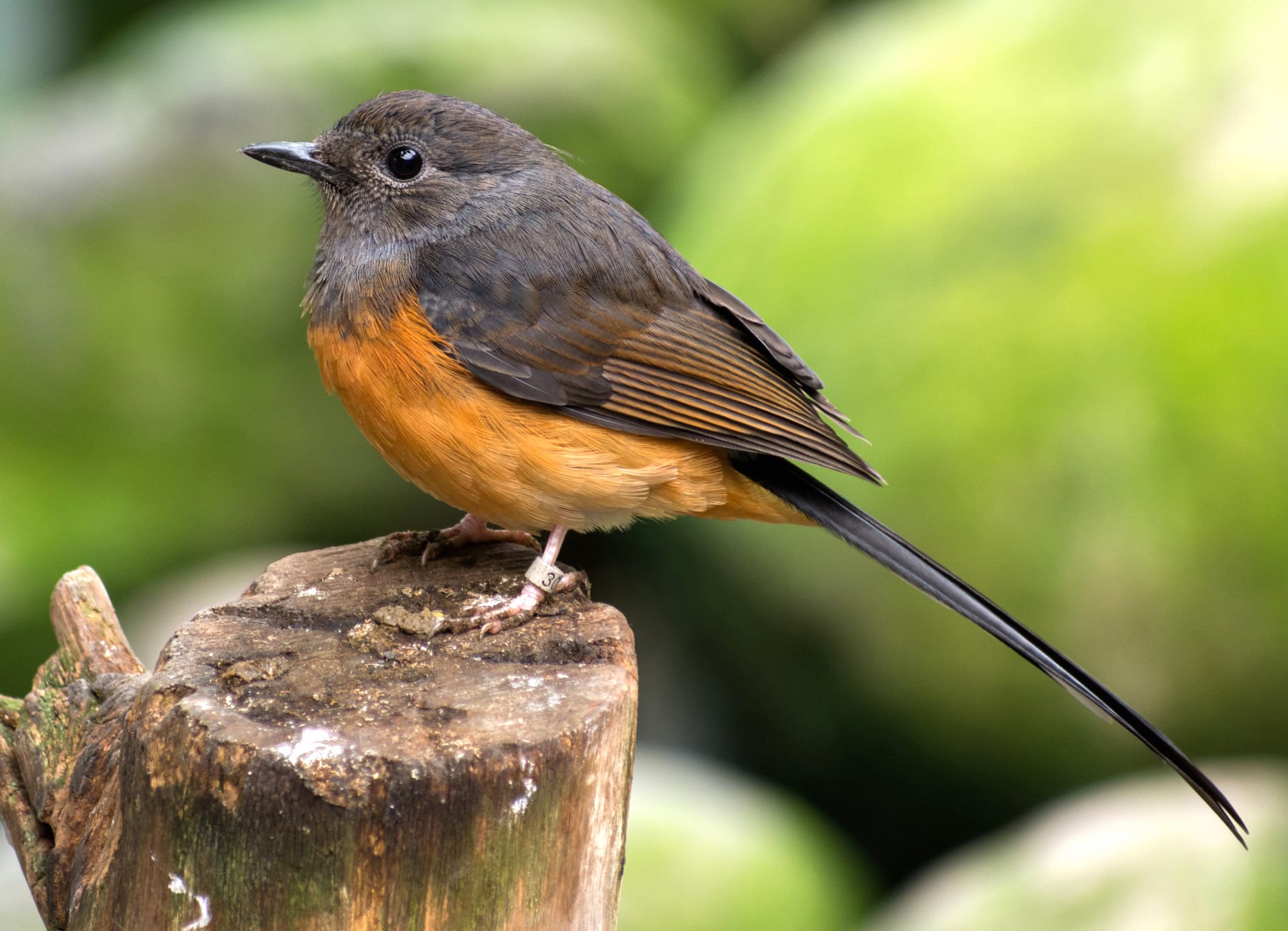 Animal White-rumped Shama wallpapers HD Animal White-rumped Shama wallpapers HD quality