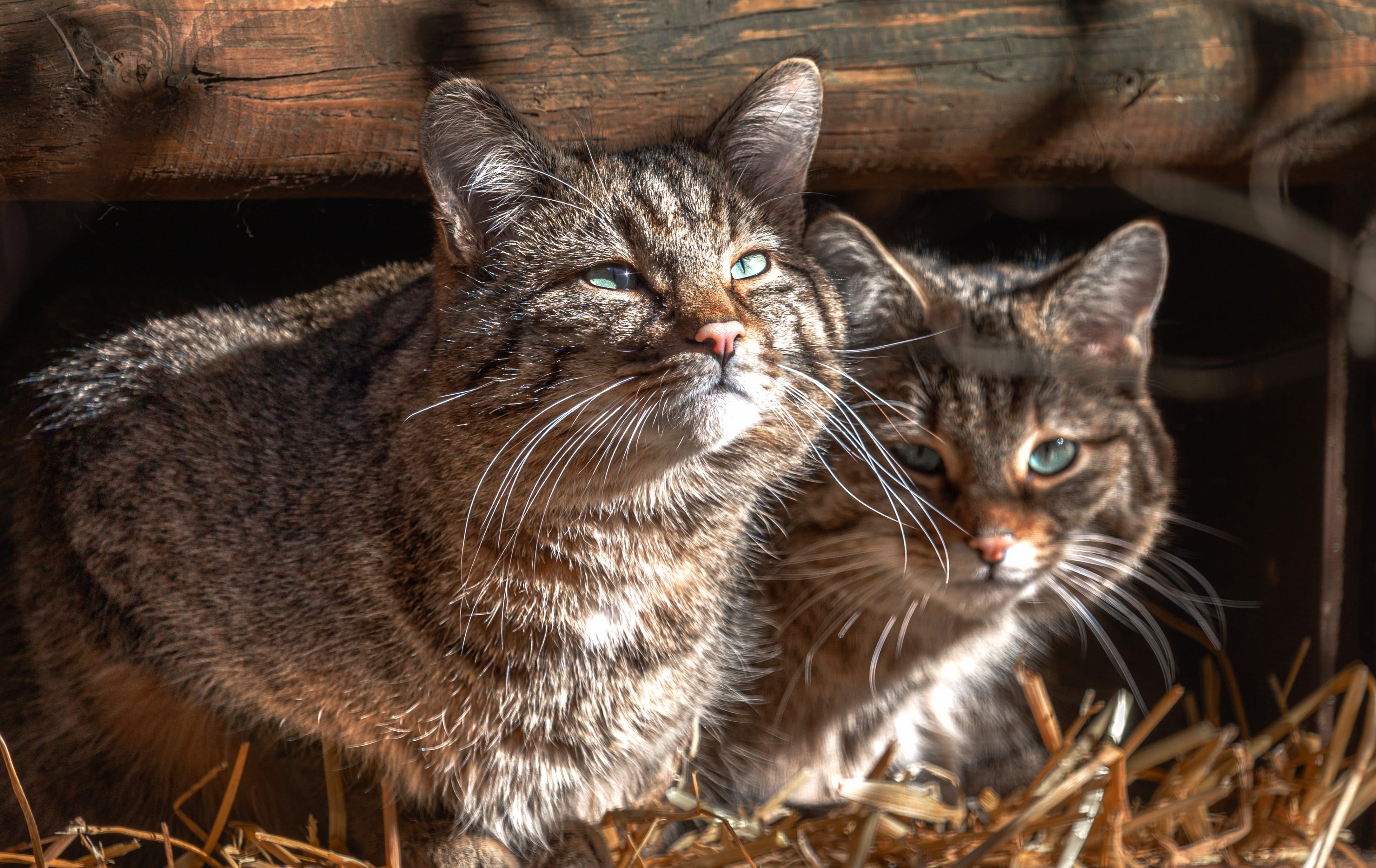 Animal Wildcat wallpapers HD quality