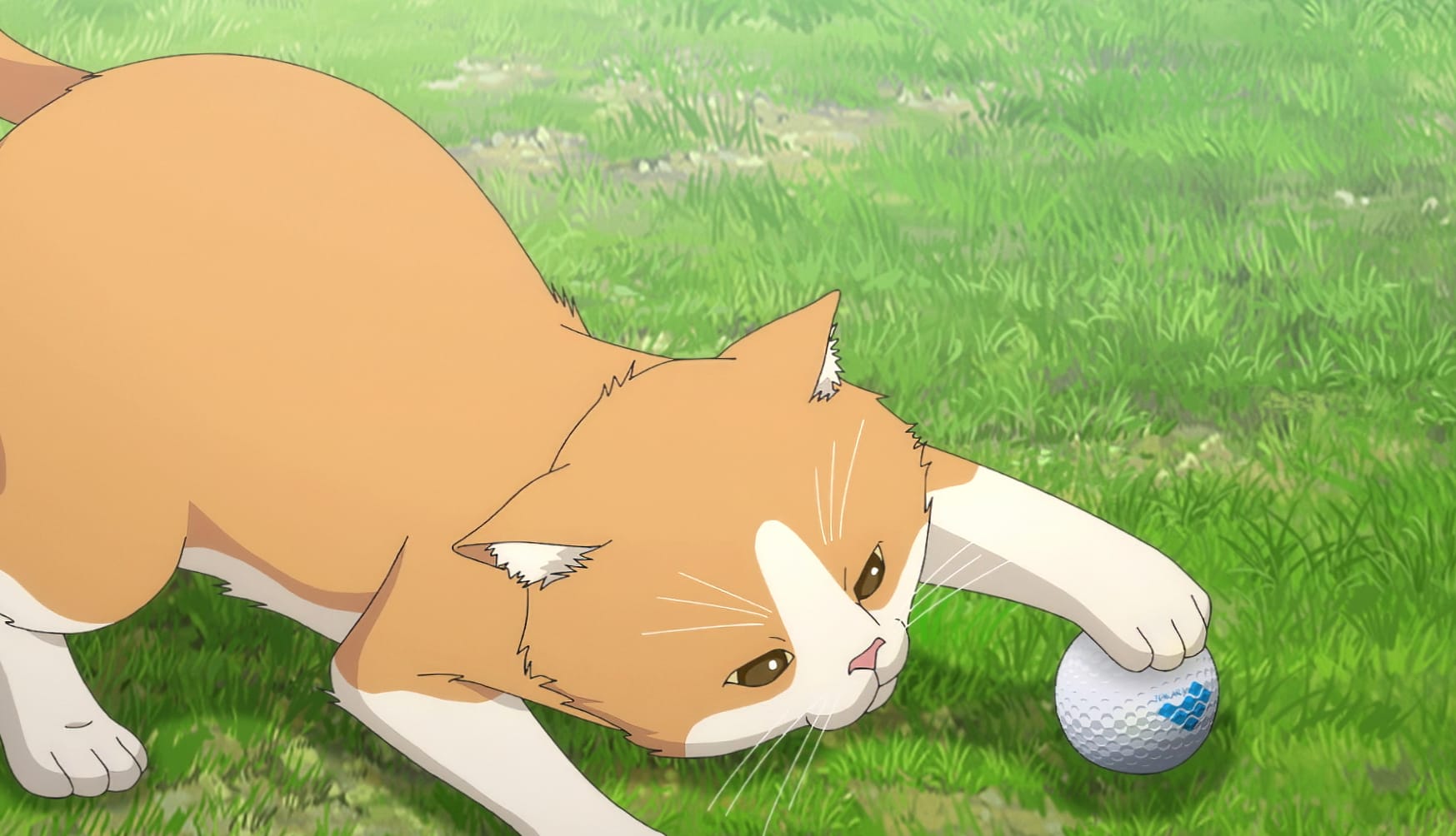 Anime Cat from Oi! Tonbo Playing with Ball wallpapers HD quality