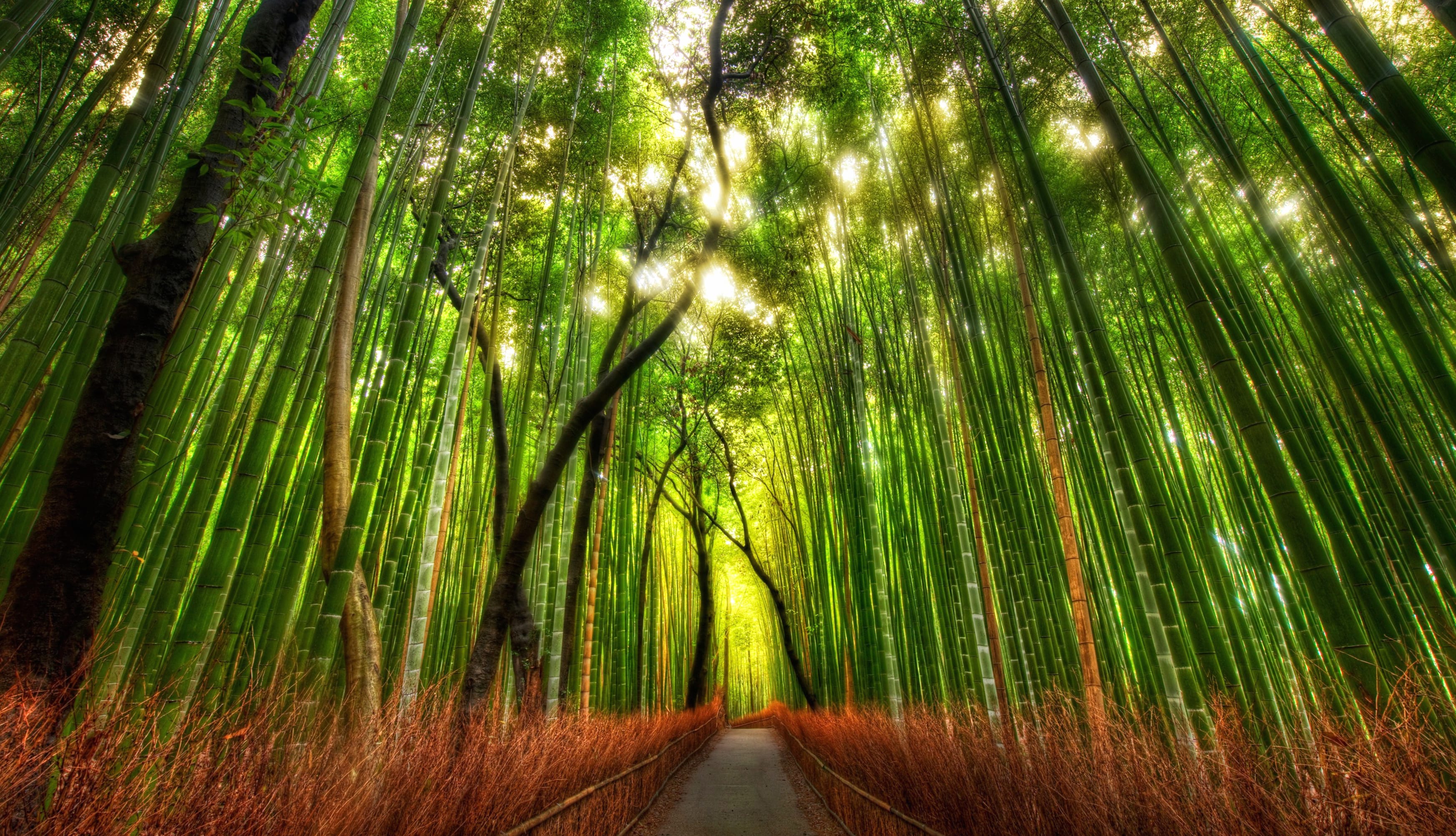 Arashiyama Bamboo Grove Japan at 320 x 480 iPhone size wallpapers HD quality