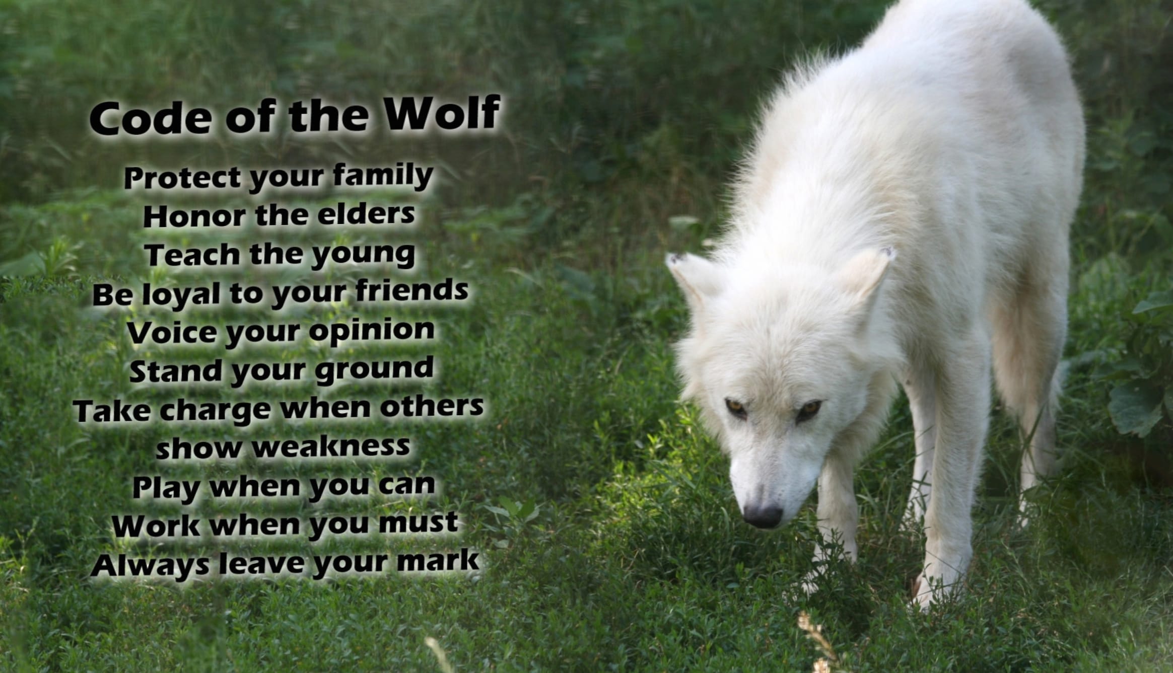 Arctic Wolf Wisdom - wallpapers HD Arctic Wolf Wisdom - wallpapers HD quality