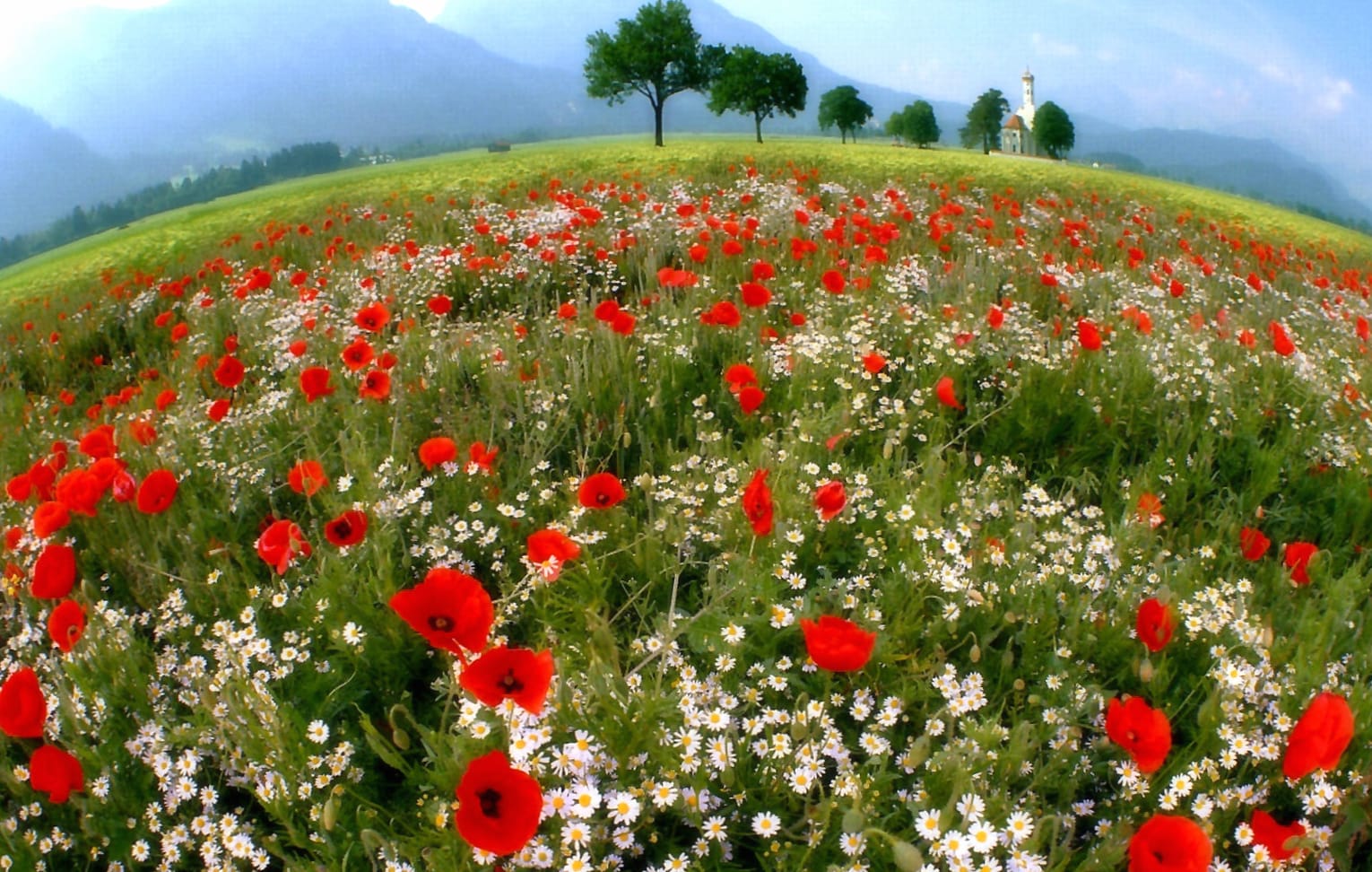 Artistic Floral Landscape at 1366 x 768 HD size wallpapers HD quality