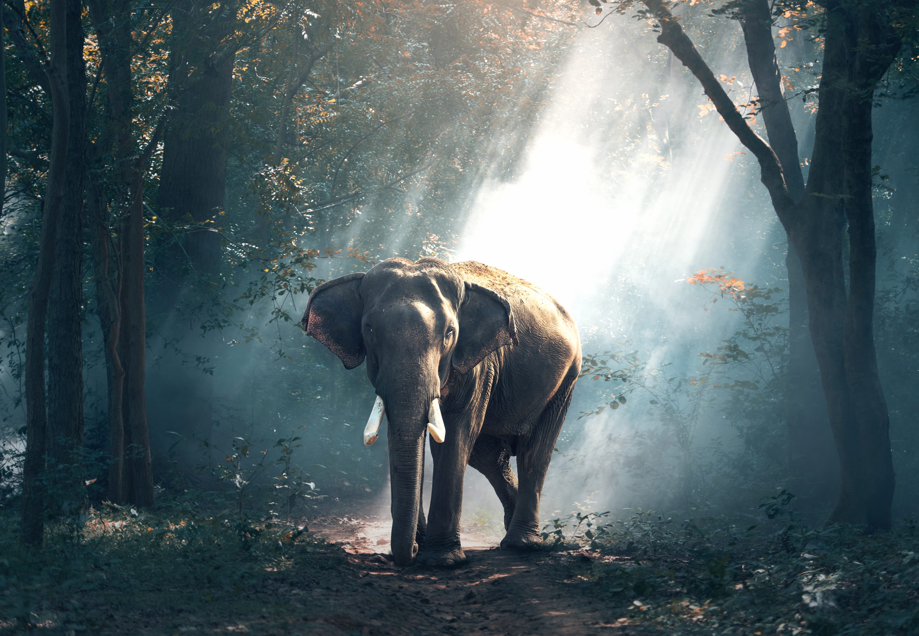 Asian Elephant in Sunbeams - at 1152 x 864 size wallpapers HD quality