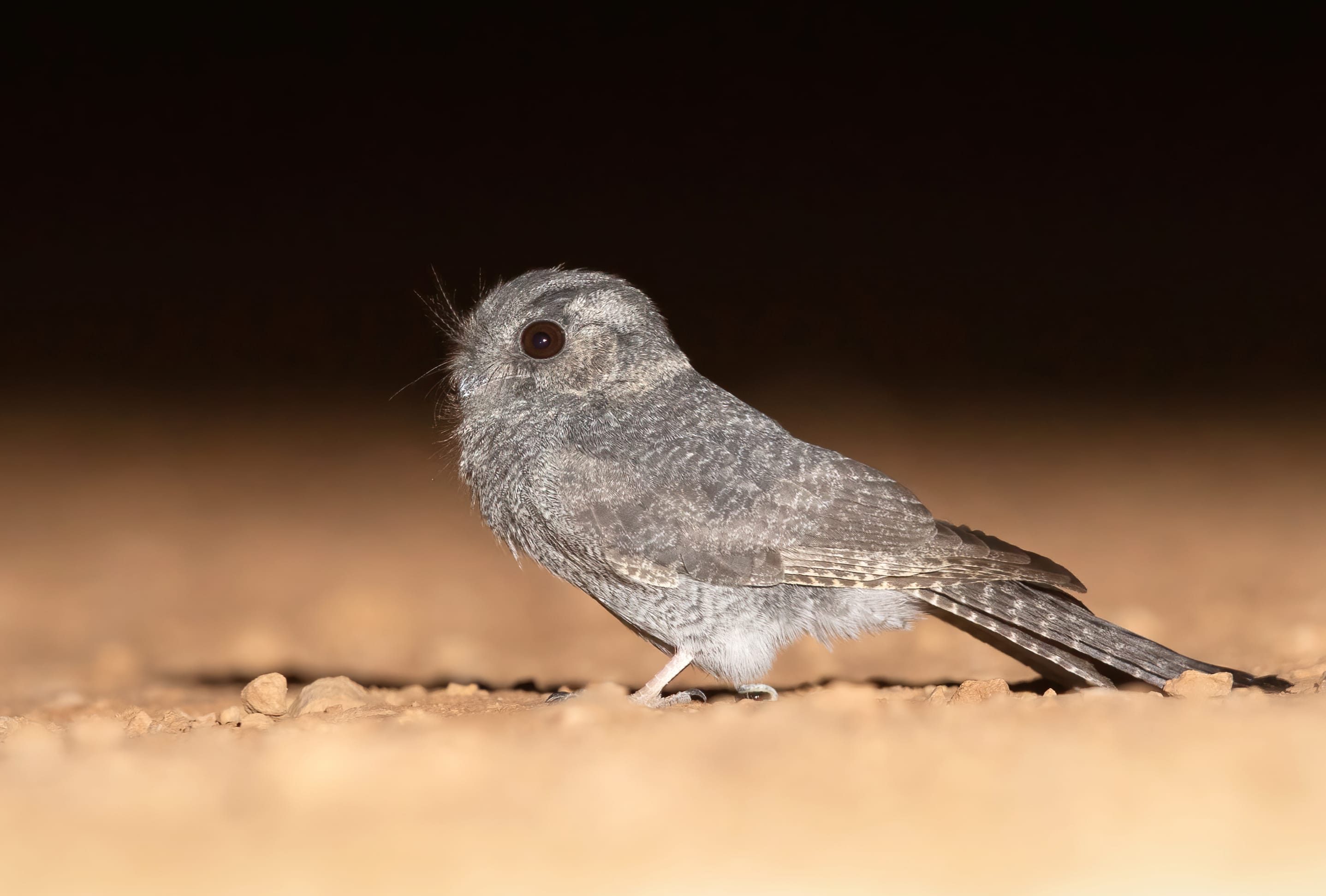 Australian Owlet-nightjar Animal Nightjar wallpapers HD quality