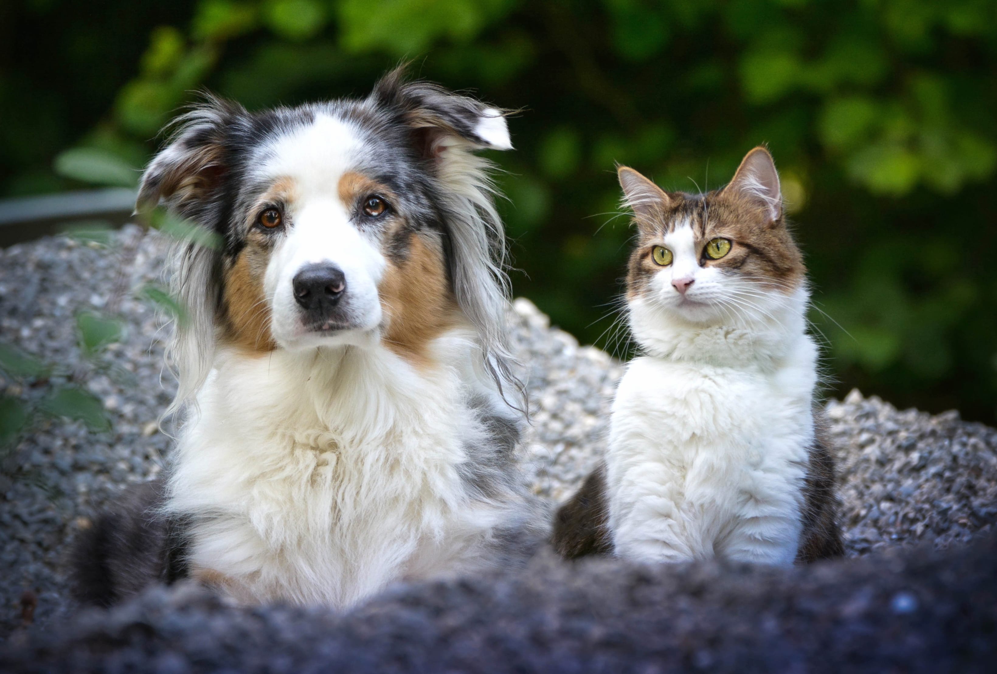 Australian Shepherd Dog Cat Animal Cat & Dog wallpapers HD quality