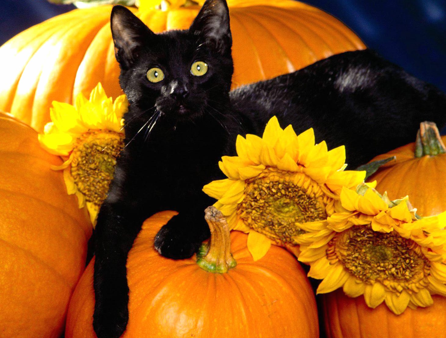 Autumn Black Cat wallpapers HD quality