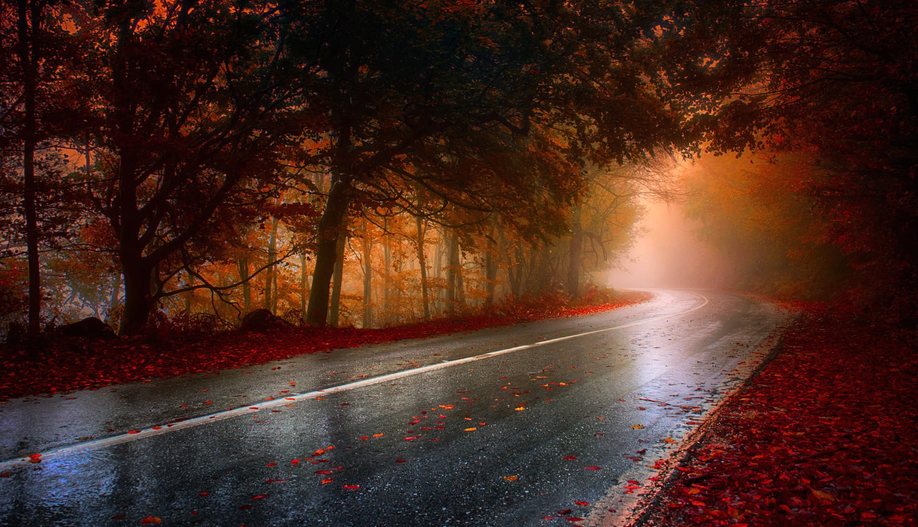 Autumn Forest Road - wallpapers HD quality