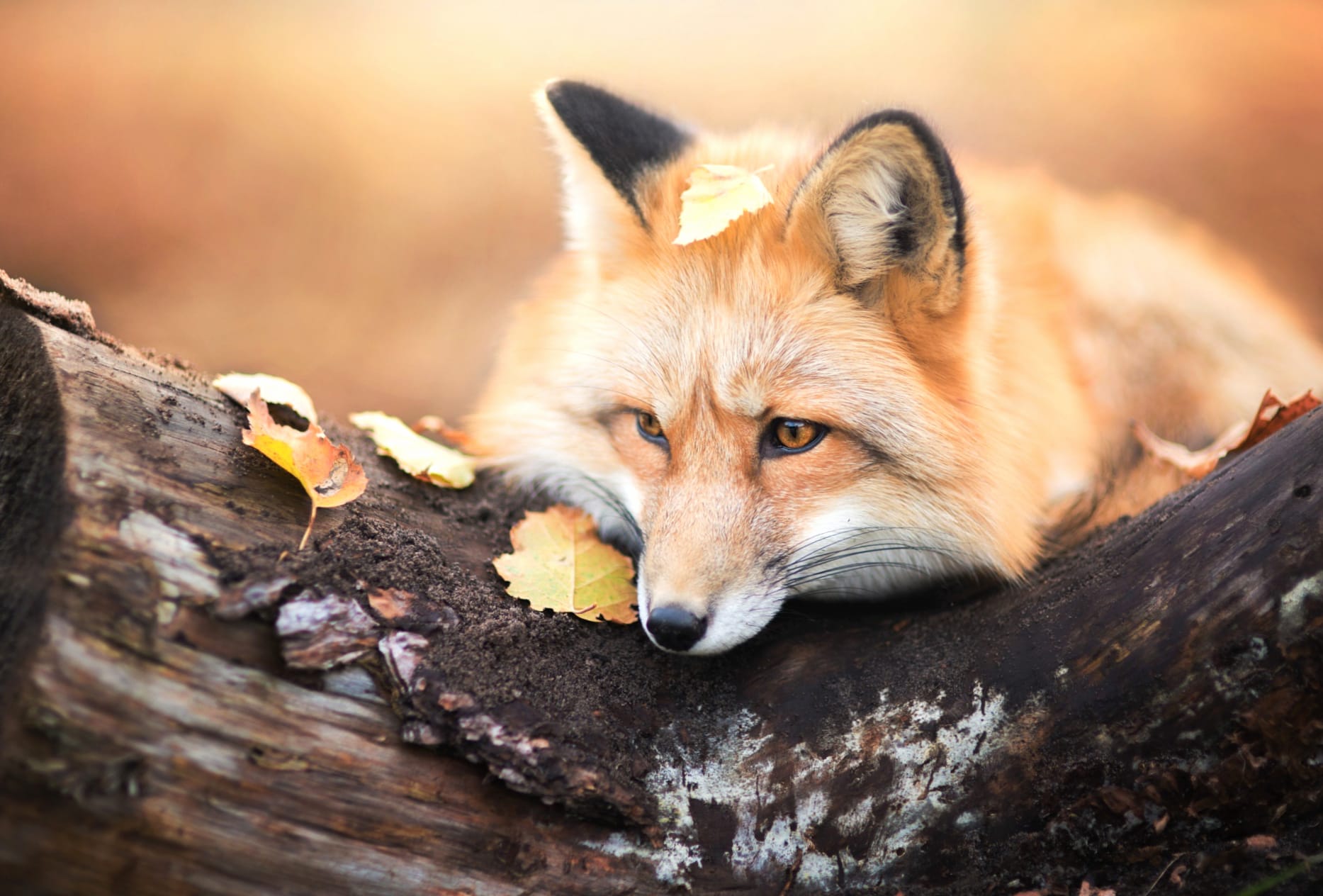 Autumn Fox - wallpapers HD quality