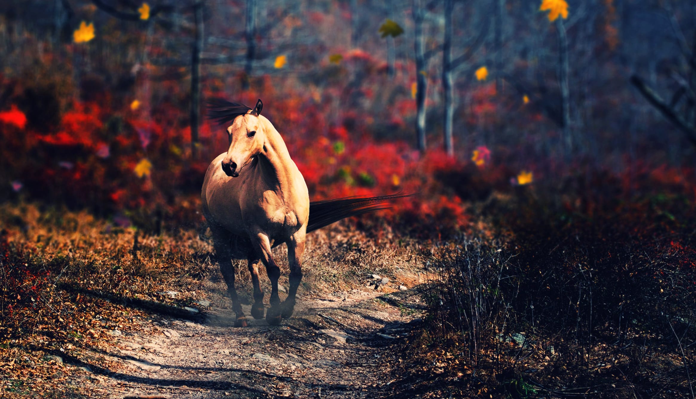 Autumn Gallop Majestic Horse wallpapers HD quality