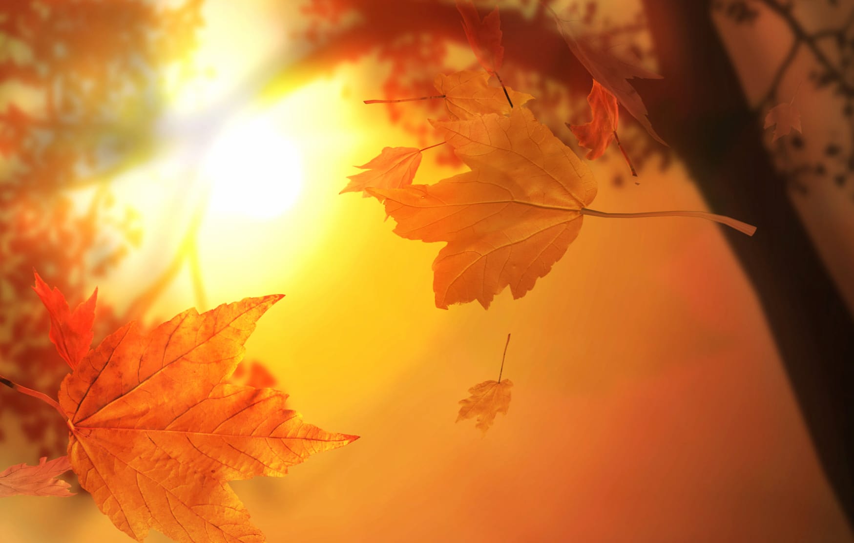 Autumn Leaves Sunshine wallpapers HD quality