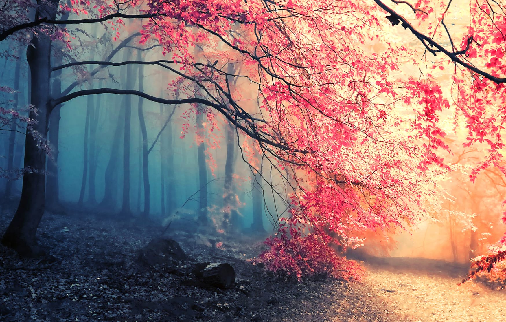 Autumn Misty Forest Path - wallpapers HD quality