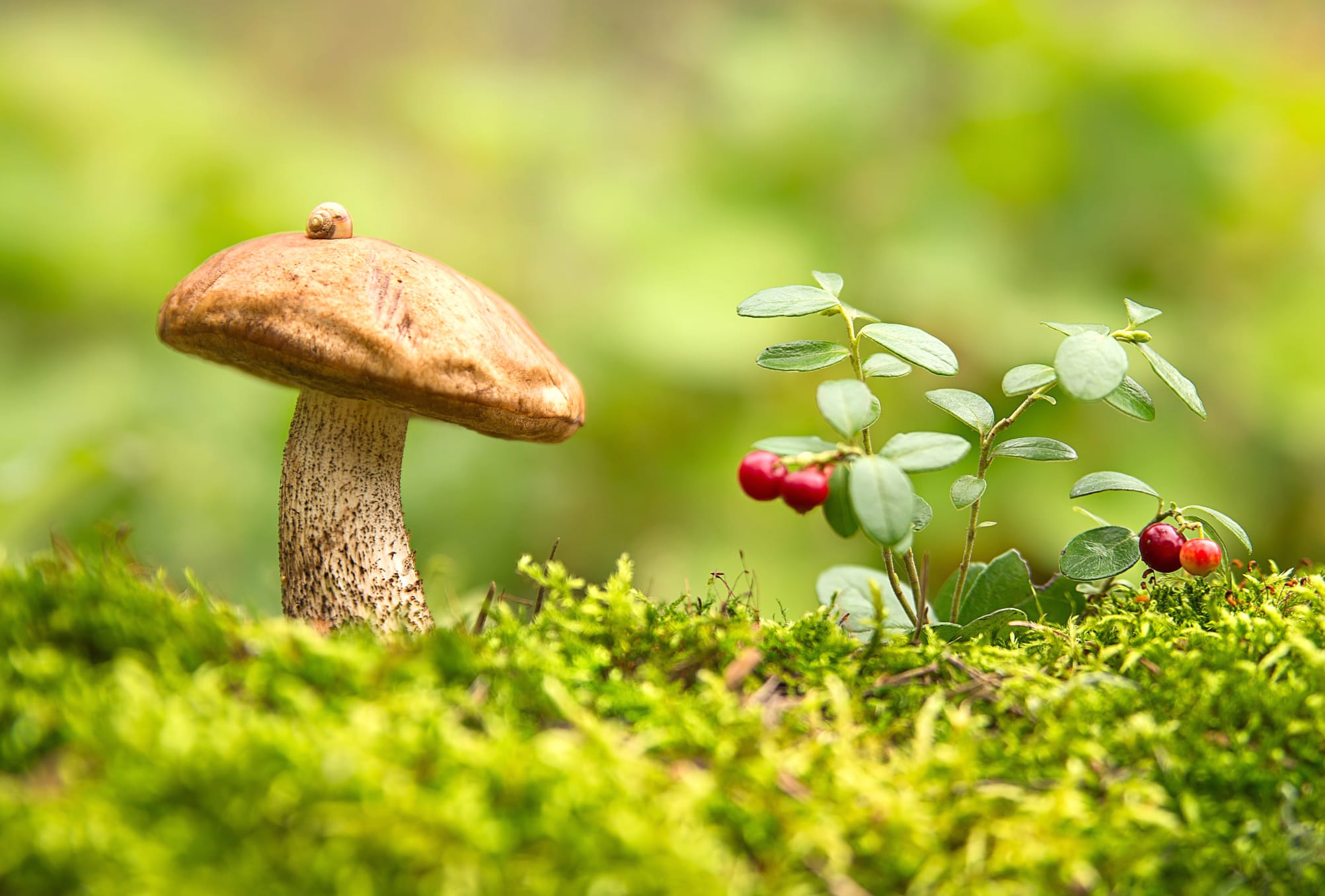 Autumn Mushroom Macro wallpapers HD quality