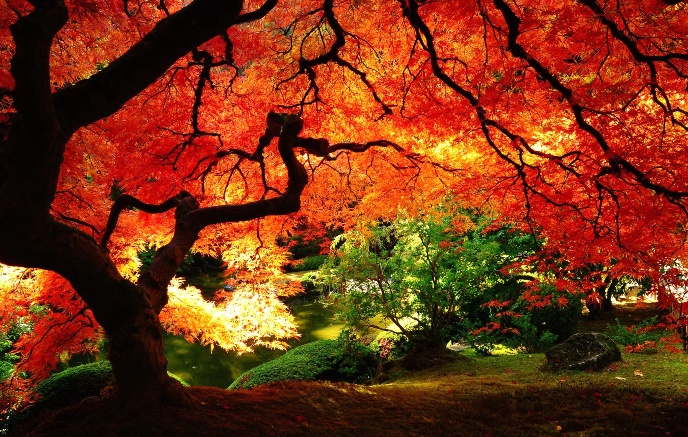 Autumn Serenity Nature Park wallpapers HD quality