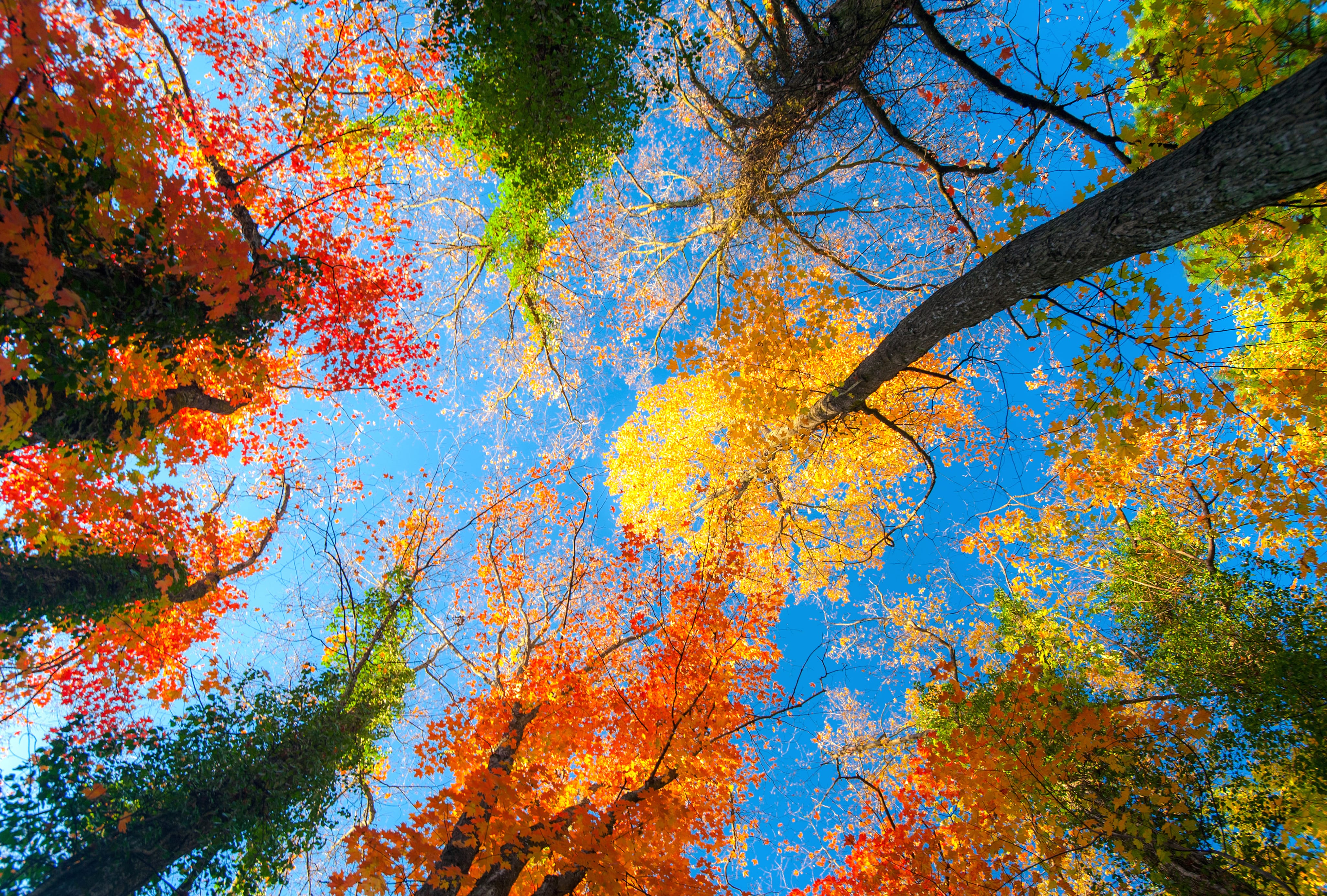 Autumn Treetops in HD wallpapers HD quality