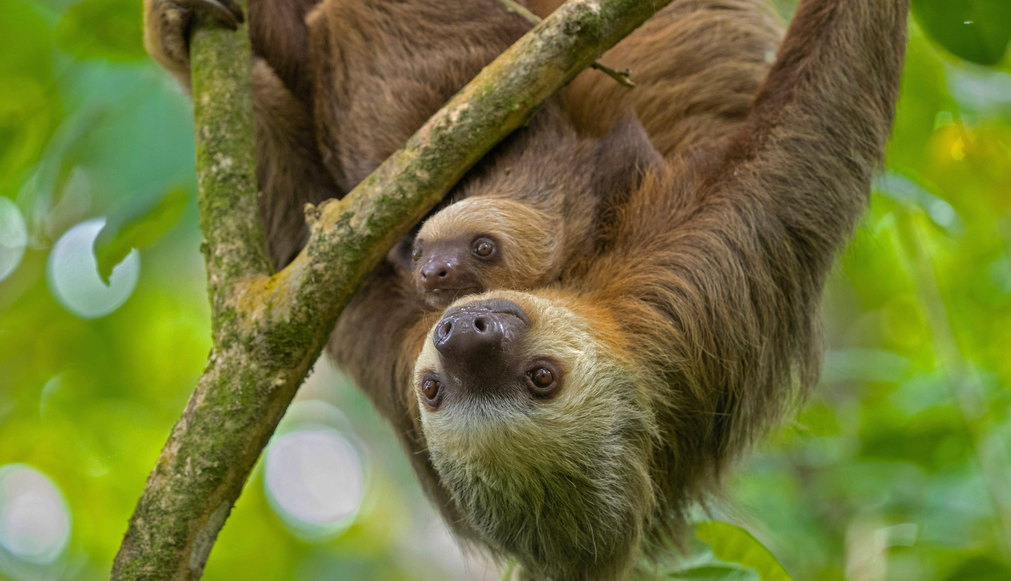 Baby Animal Animal Sloth wallpapers HD quality