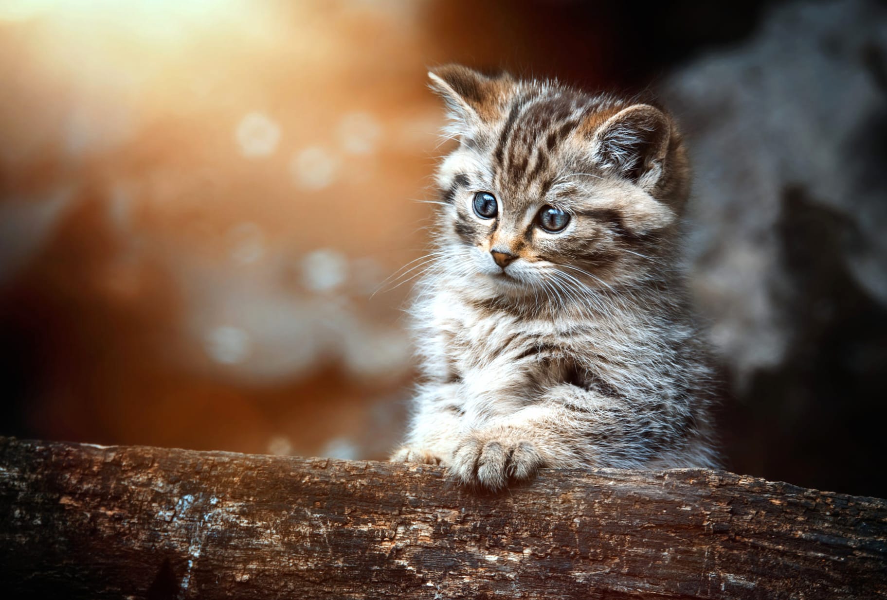 Baby Animal Kitten Animal Cat wallpapers HD quality