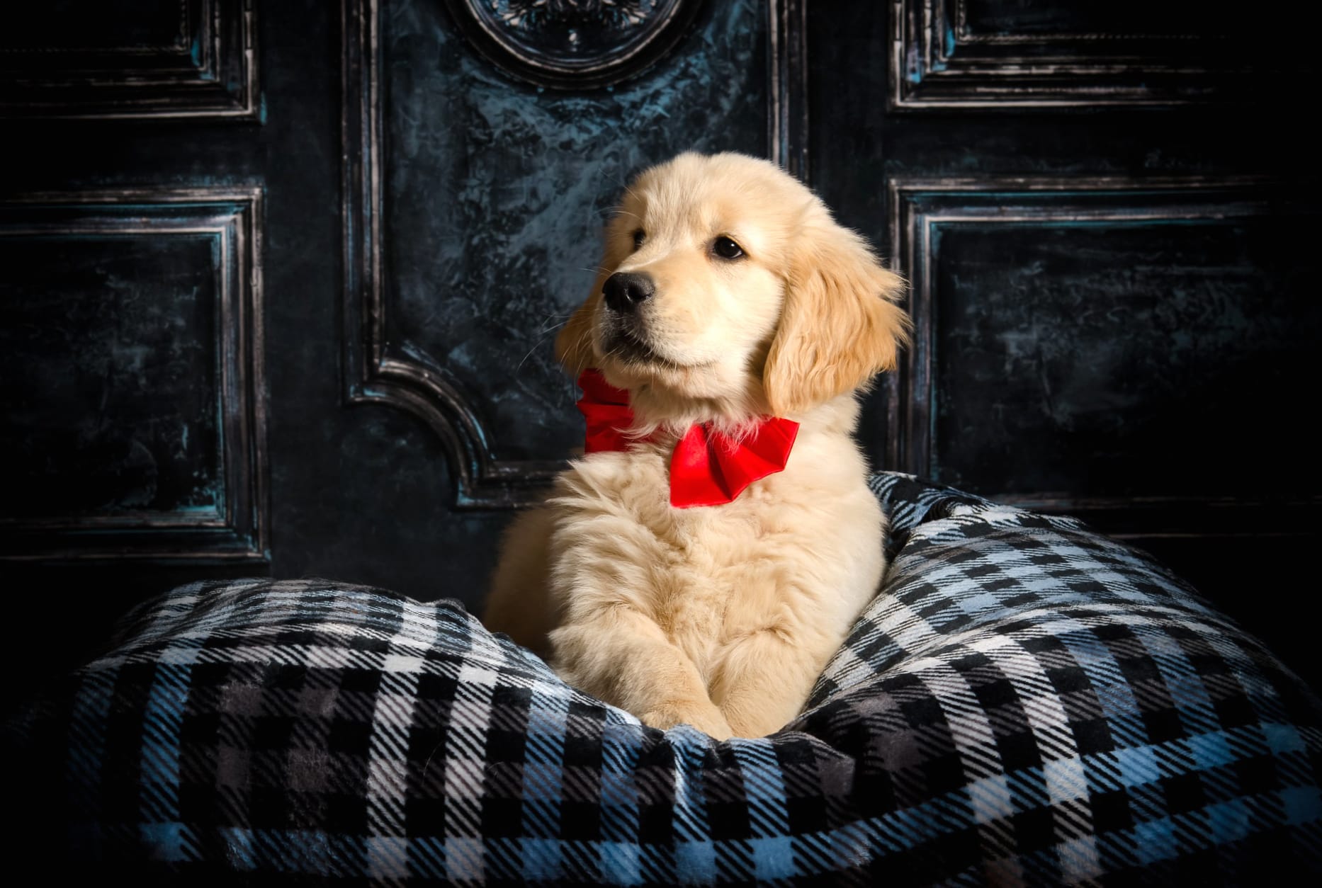 Baby Animal Puppy Animal Golden Retriever at 1920 x 1080 HD size wallpapers HD quality