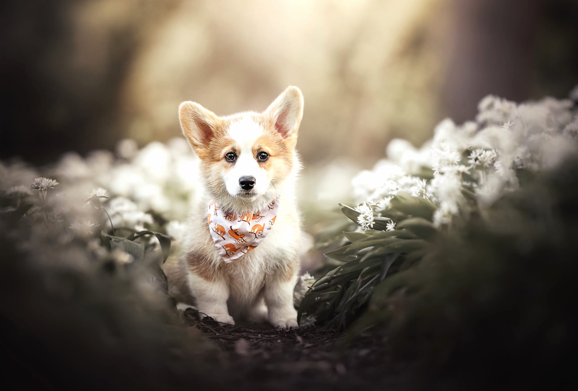 Baby Animal Puppy Dog Animal Corgi wallpapers HD quality