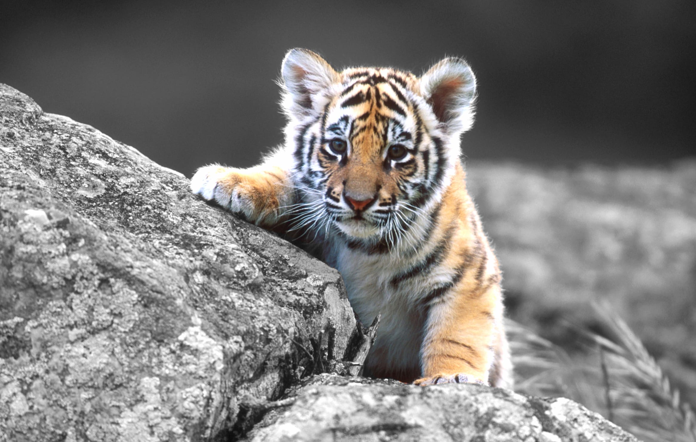 Baby Tiger Adventure at 1152 x 864 size wallpapers HD quality