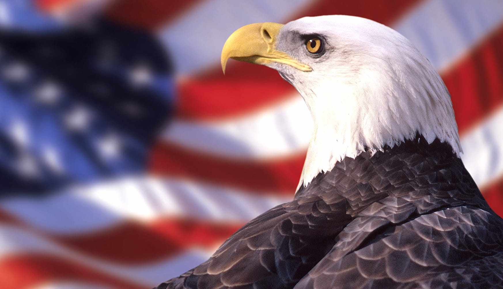 Bald Eagle Glory - at 1920 x 1080 HD size wallpapers HD quality