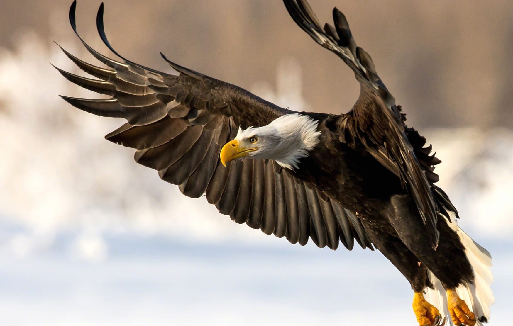 Bald Eagle Soaring - wallpapers HD Bald Eagle Soaring - wallpapers HD quality
