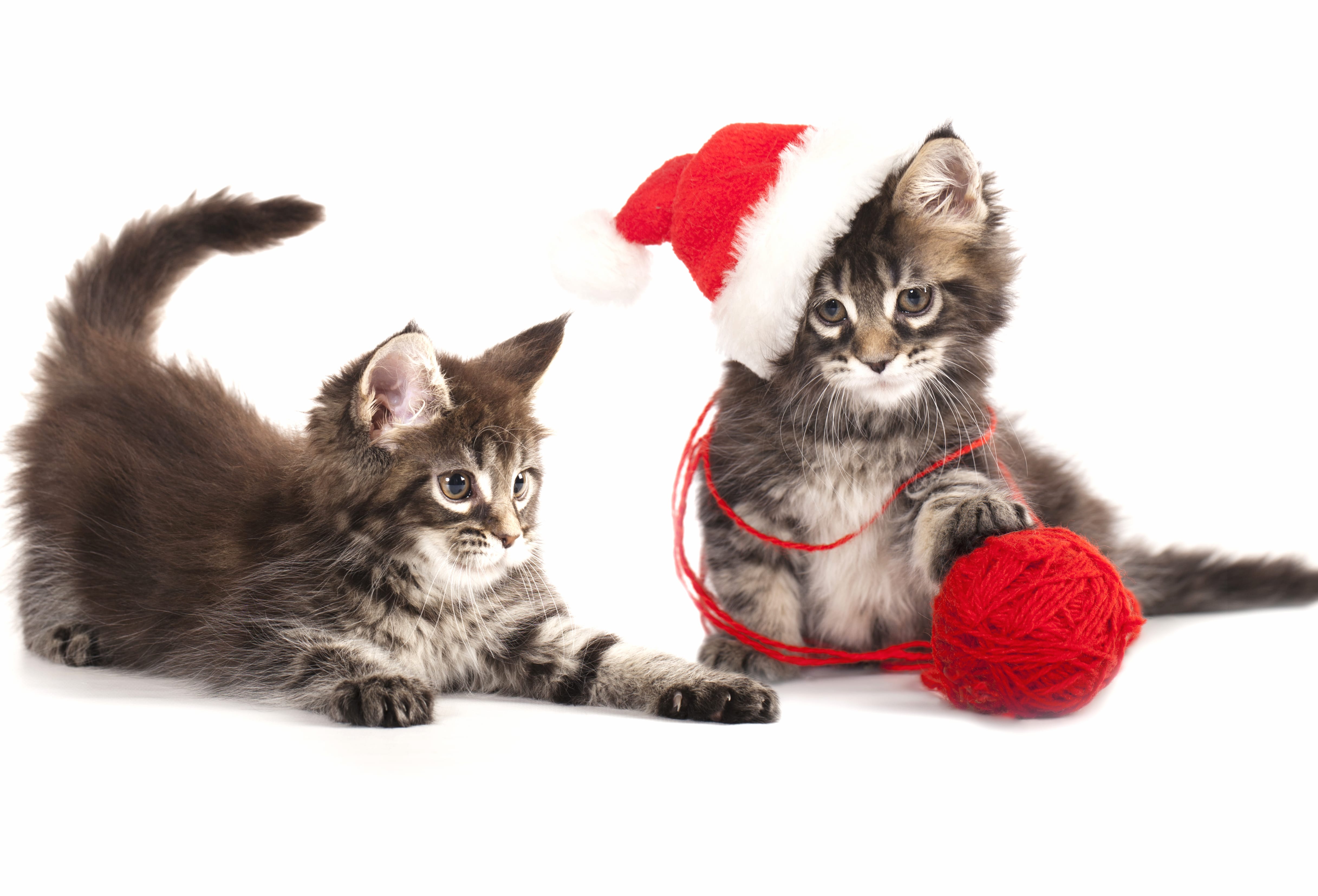 Ball Hat Kitten Animal Cat wallpapers HD quality