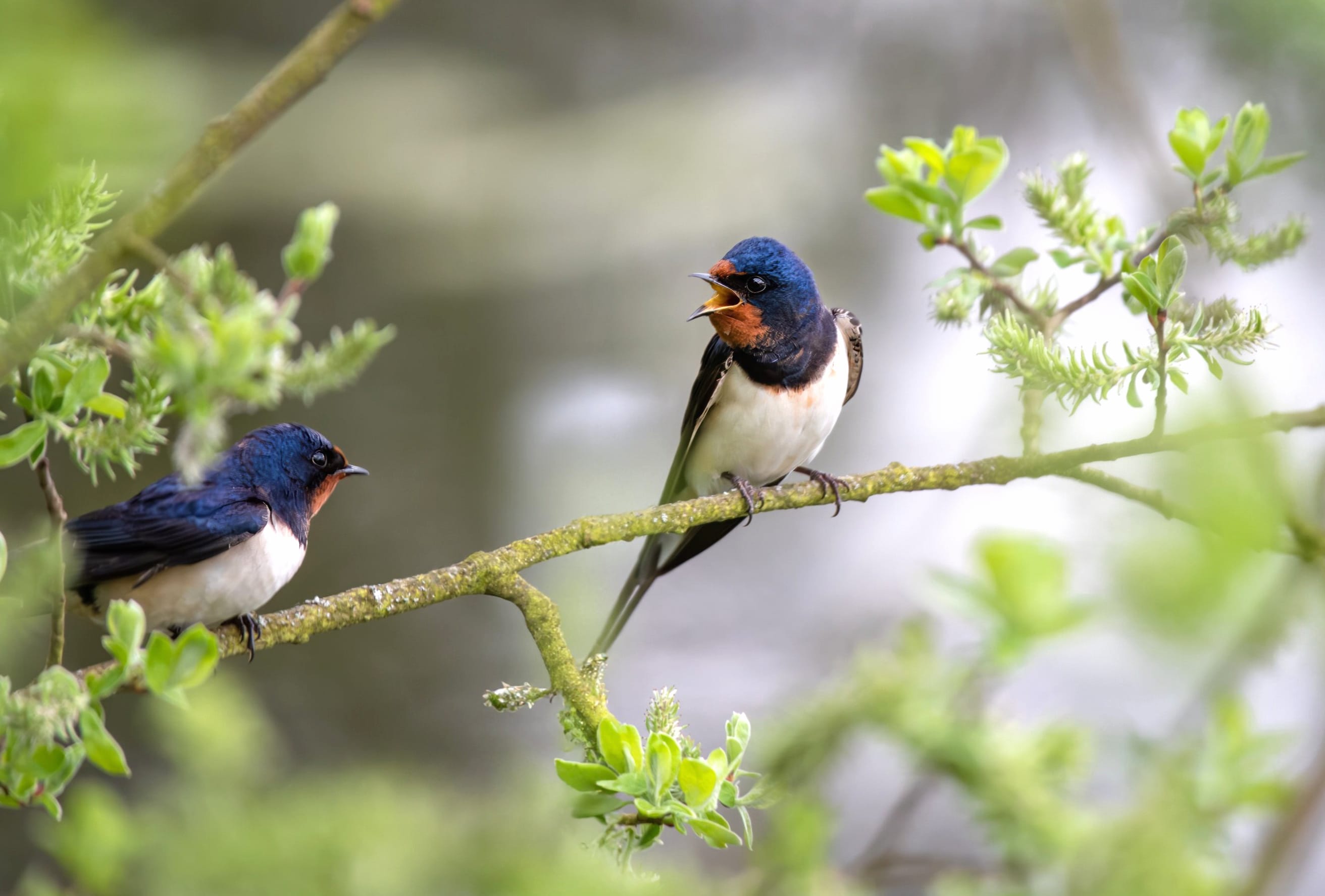 Barn Swallow Animal Swallow at 320 x 480 iPhone size wallpapers HD quality