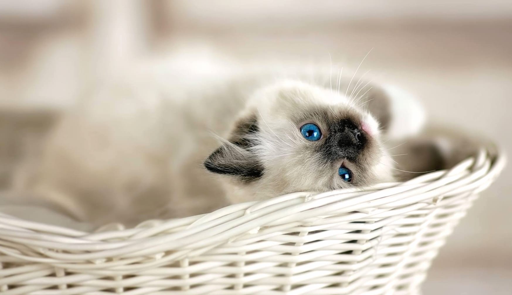 Basket Blue Eyes Animal Cat at 640 x 1136 iPhone 5 size wallpapers HD quality