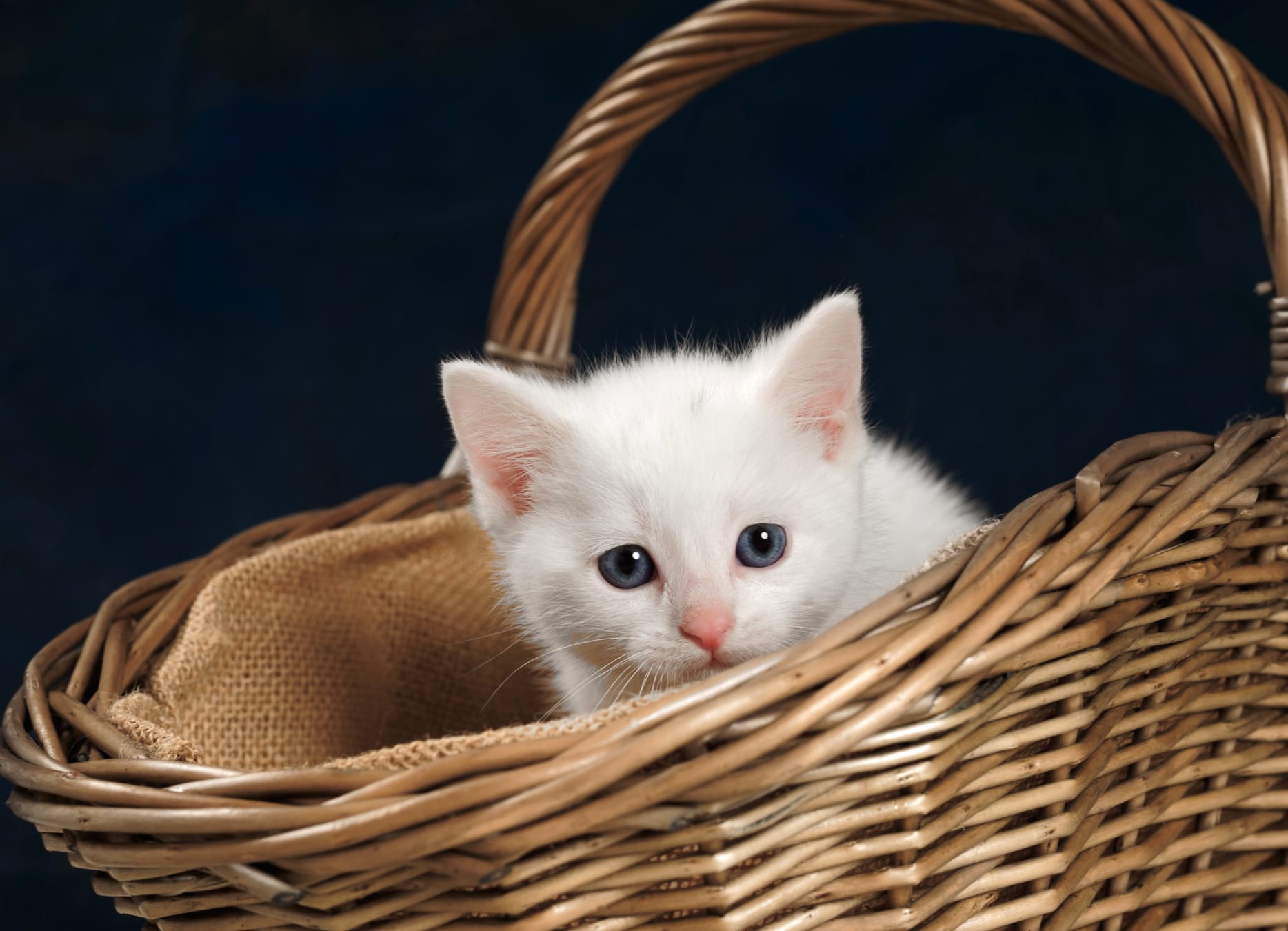 Basket Kitten Ba wallpapers HD quality