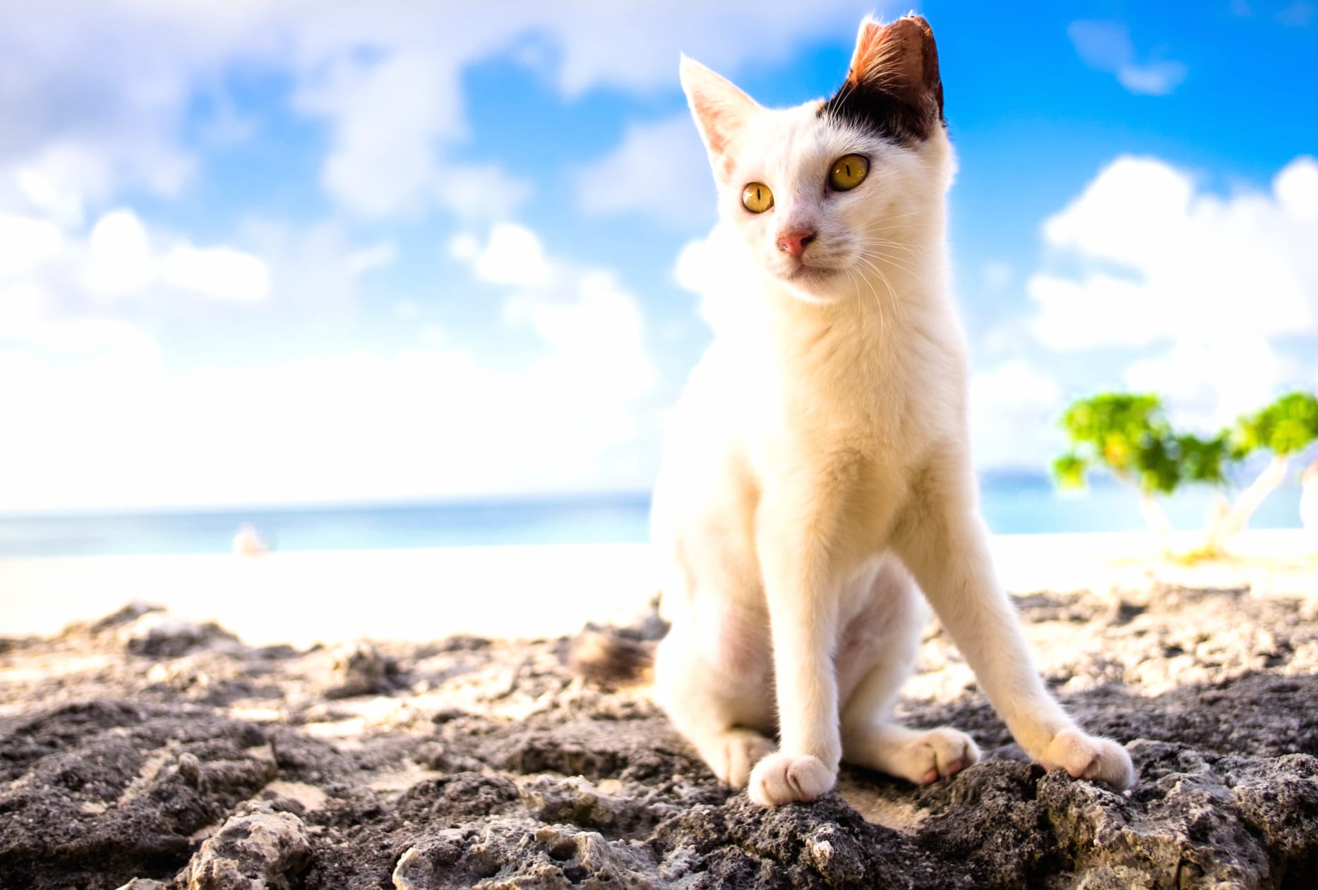 Beach Depth Of Field Animal Cat wallpapers HD quality