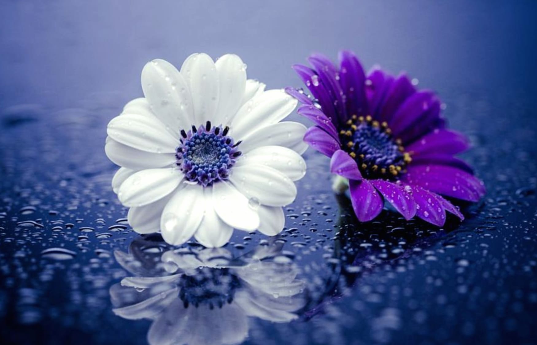 Beautiful Daisy Duo wallpapers HD quality