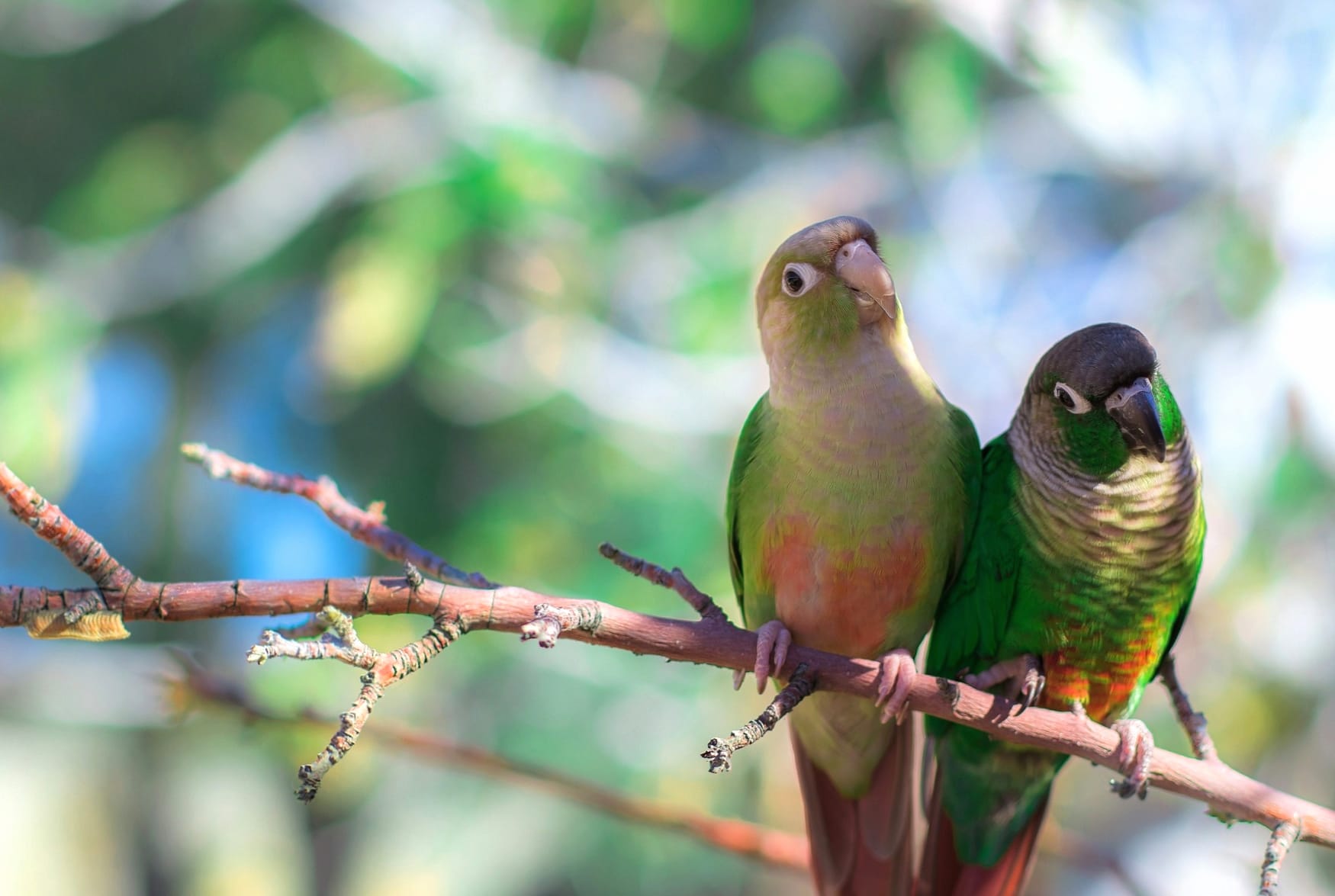 Beautiful Parakeet Duo - wallpapers HD quality