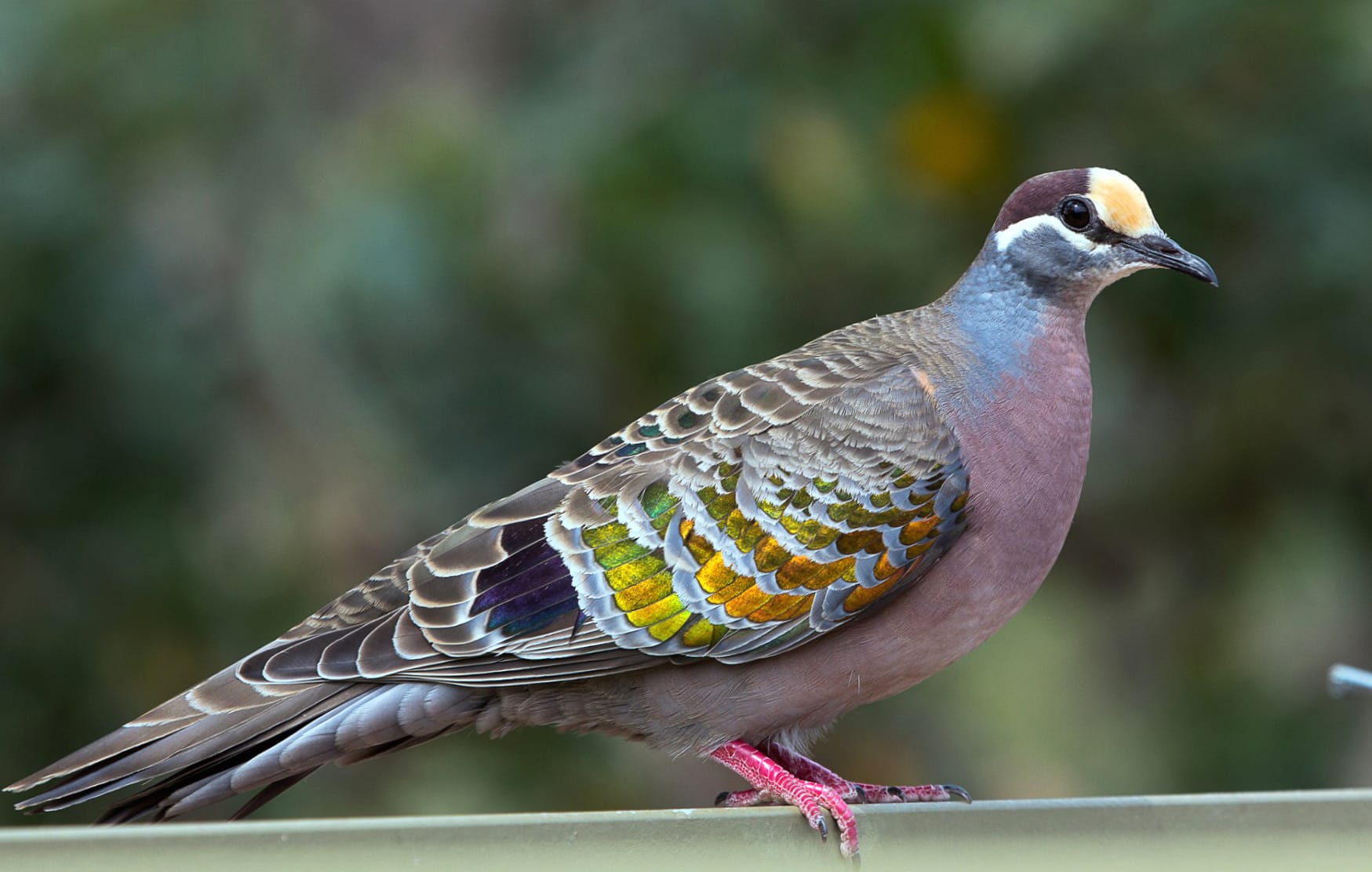 Beautiful Pigeon wallpapers HD Beautiful Pigeon wallpapers HD quality