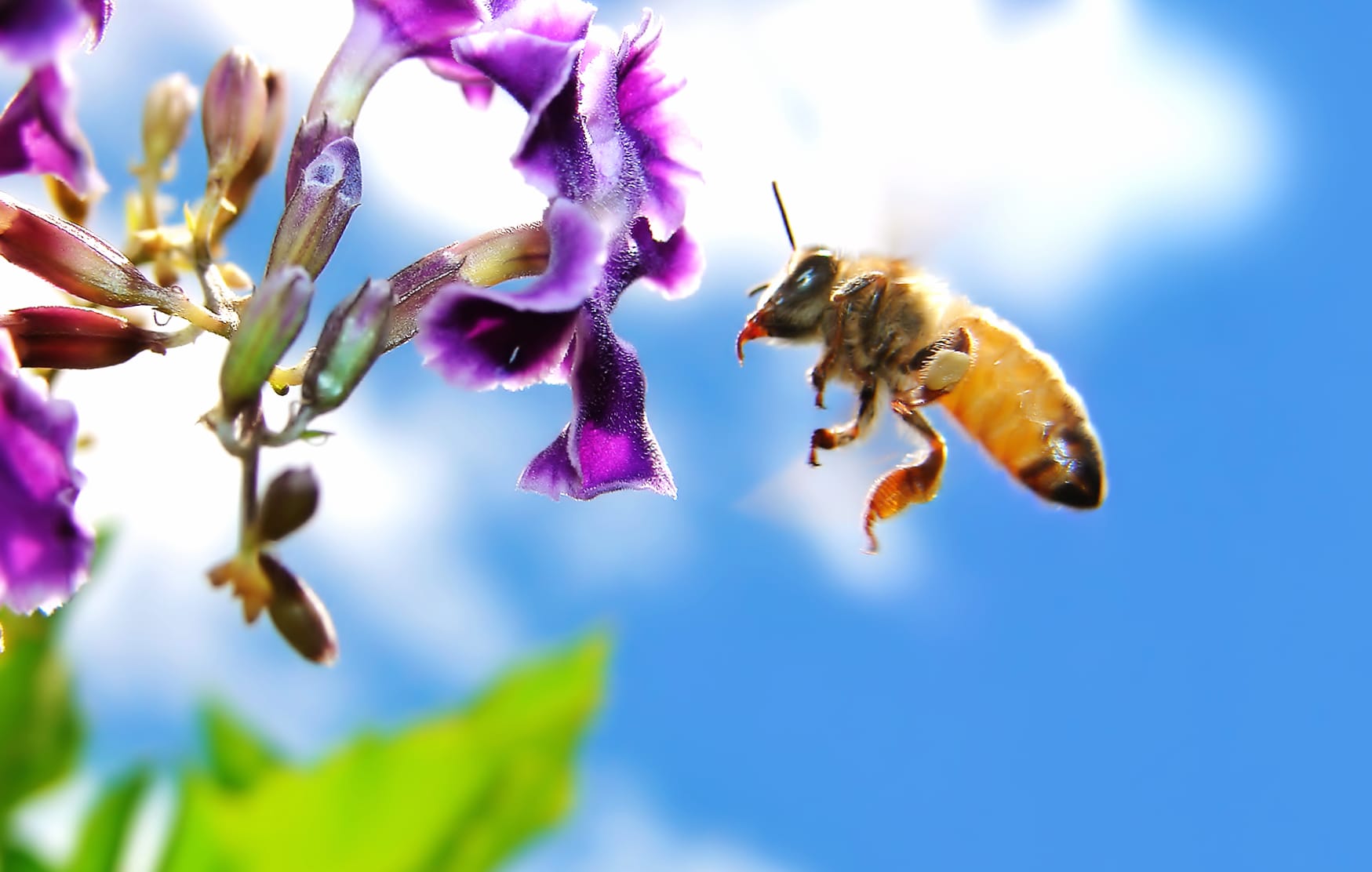 Bee and Blossom at 1600 x 1200 size wallpapers HD quality