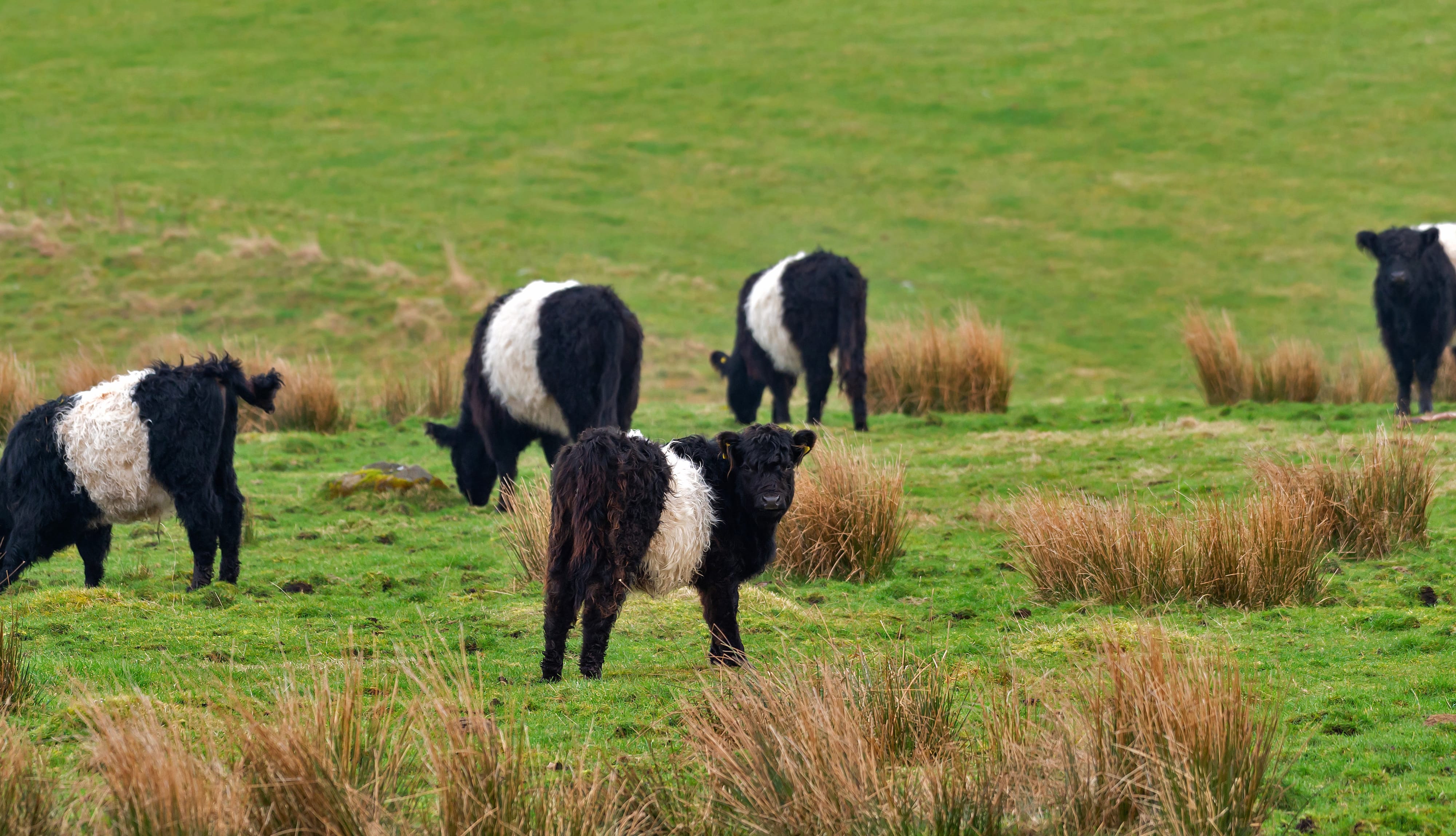Belted Galloway Animal Cow wallpapers HD Belted Galloway Animal Cow wallpapers HD quality