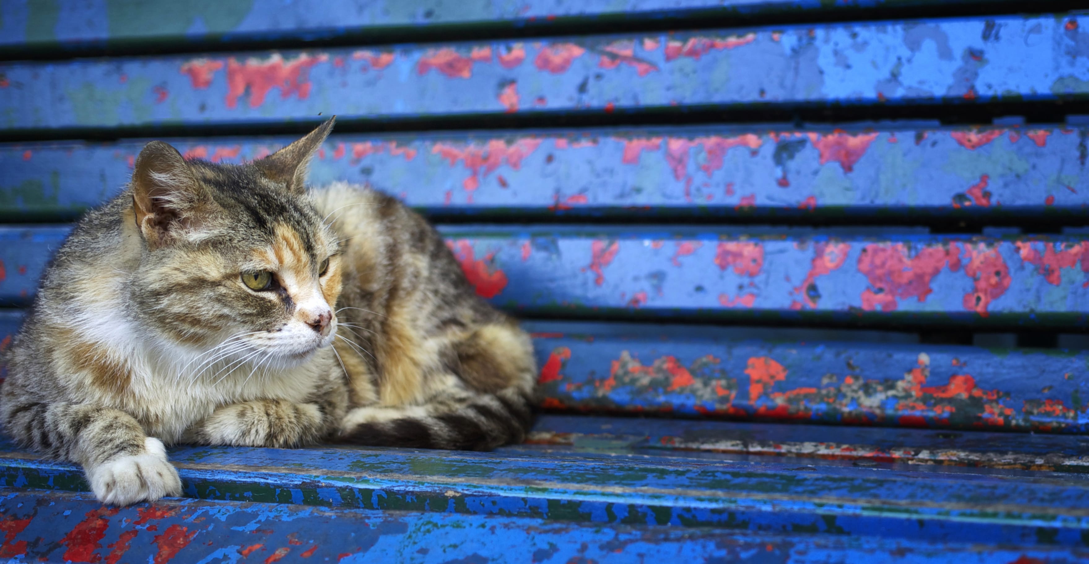 Bench Animal Cat at 640 x 1136 iPhone 5 size wallpapers HD quality