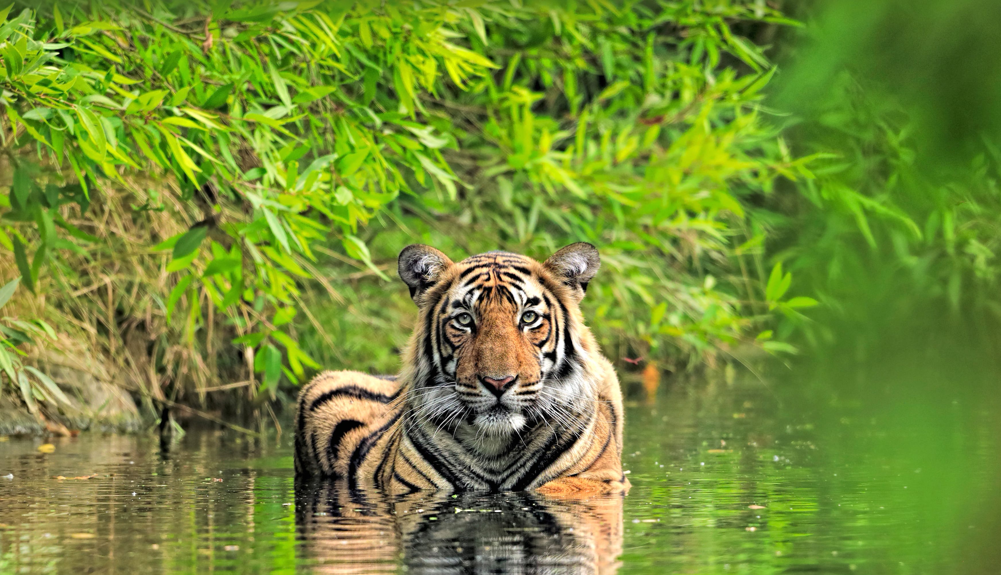 Bengal Tiger Animal Tiger wallpapers HD quality