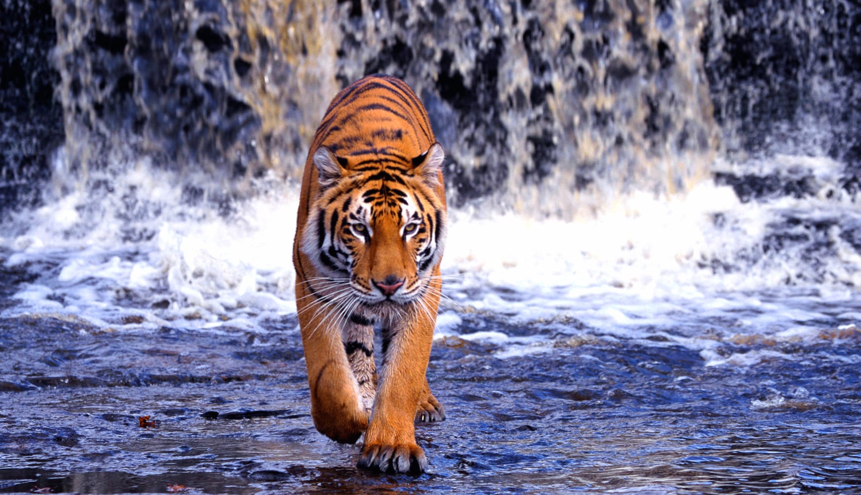 Bengal Tiger in Action - wallpapers HD Bengal Tiger in Action - wallpapers HD quality