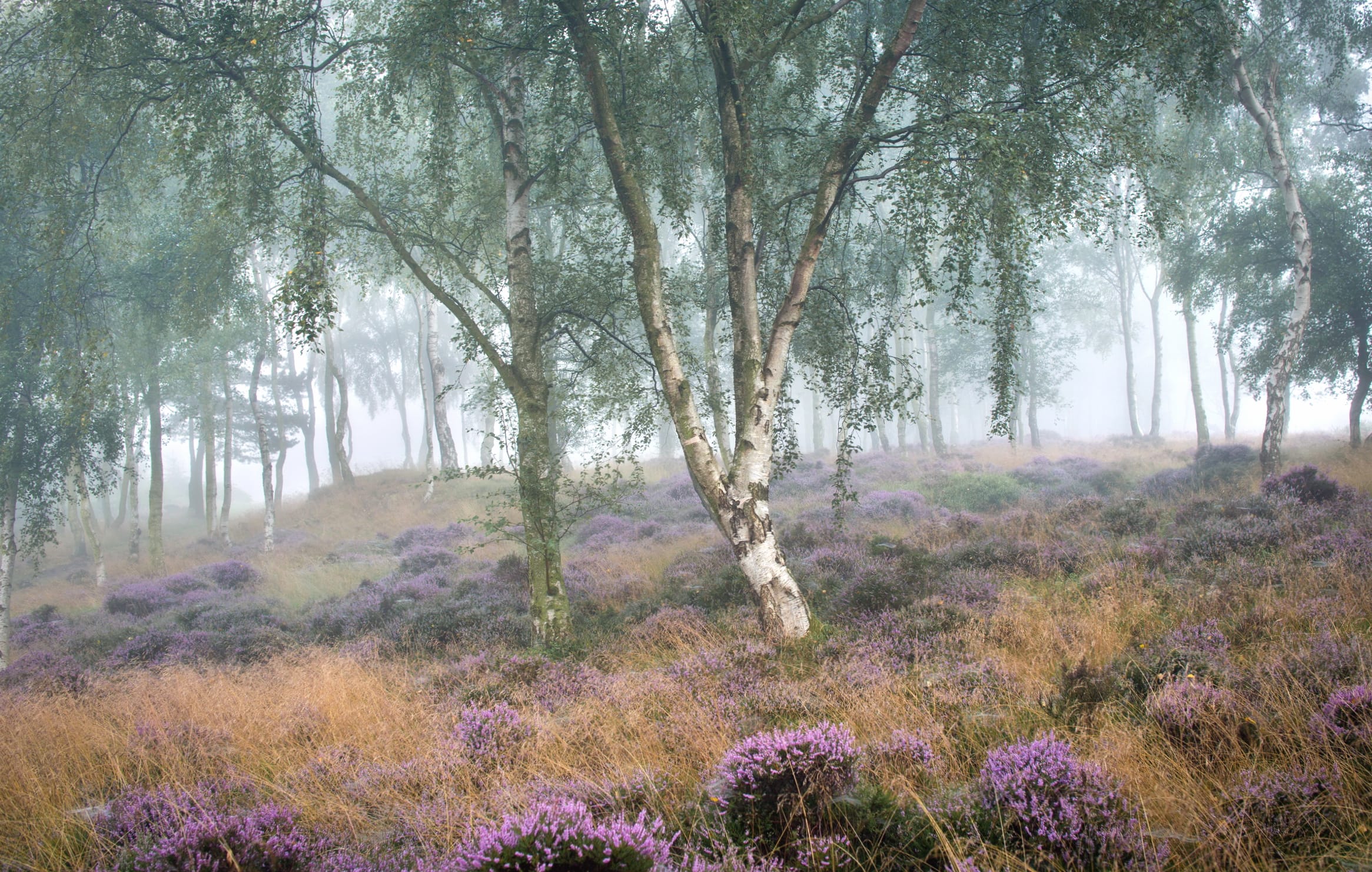 Birch Purple Flower Flower Forest Nature Fog at 1366 x 768 HD size wallpapers HD quality