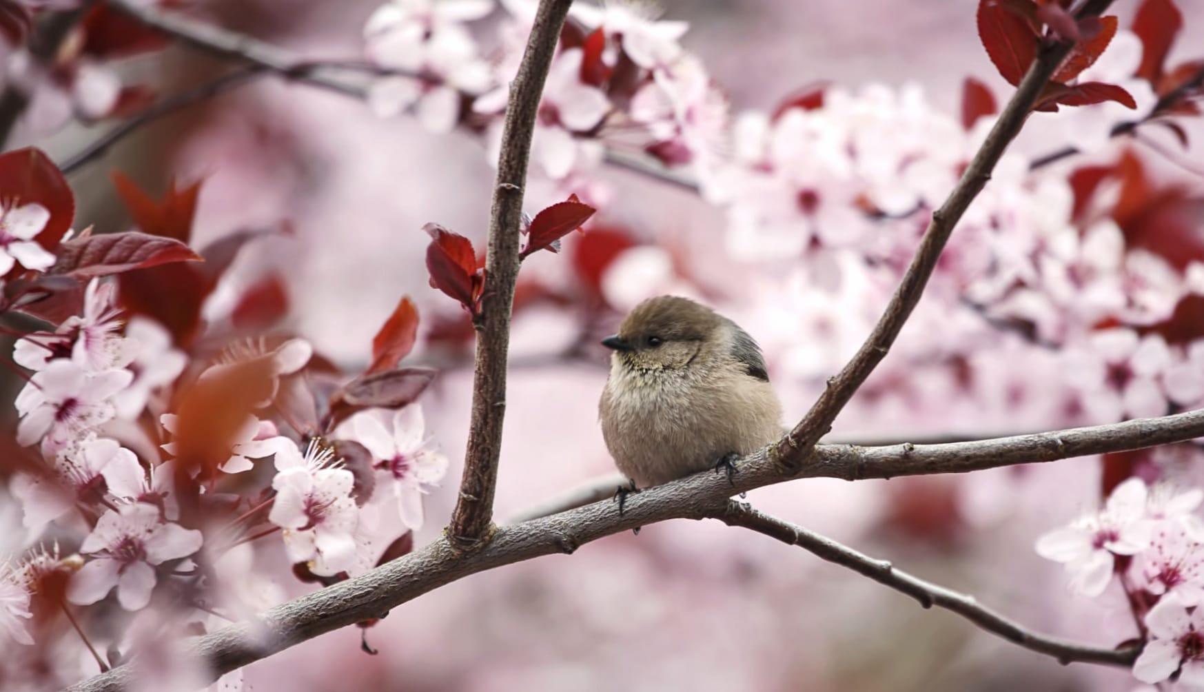 Bird Among Cherry Blossoms - wallpapers HD quality