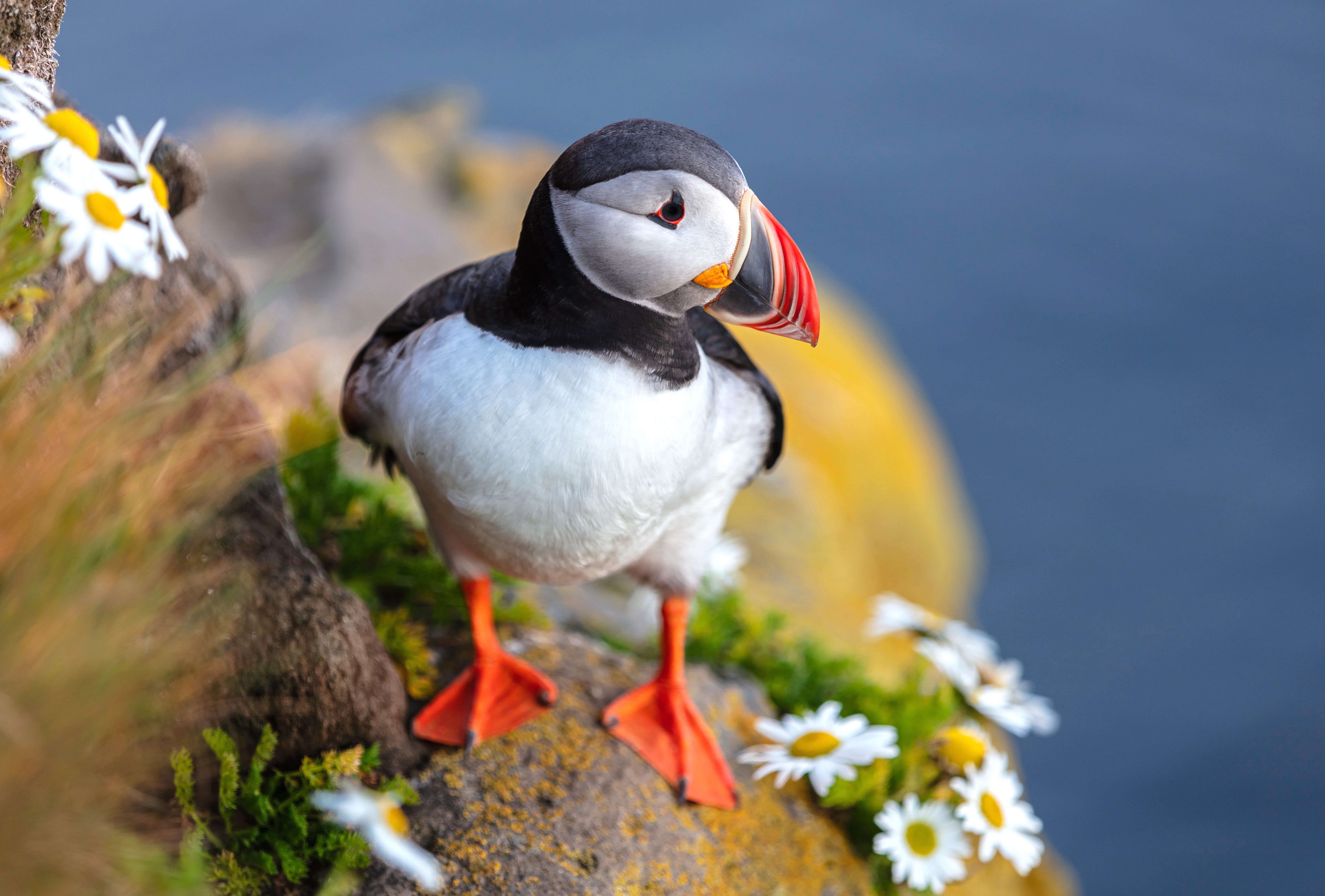 Bird Flower Animal Puffin 8k Ultra wallpapers HD quality