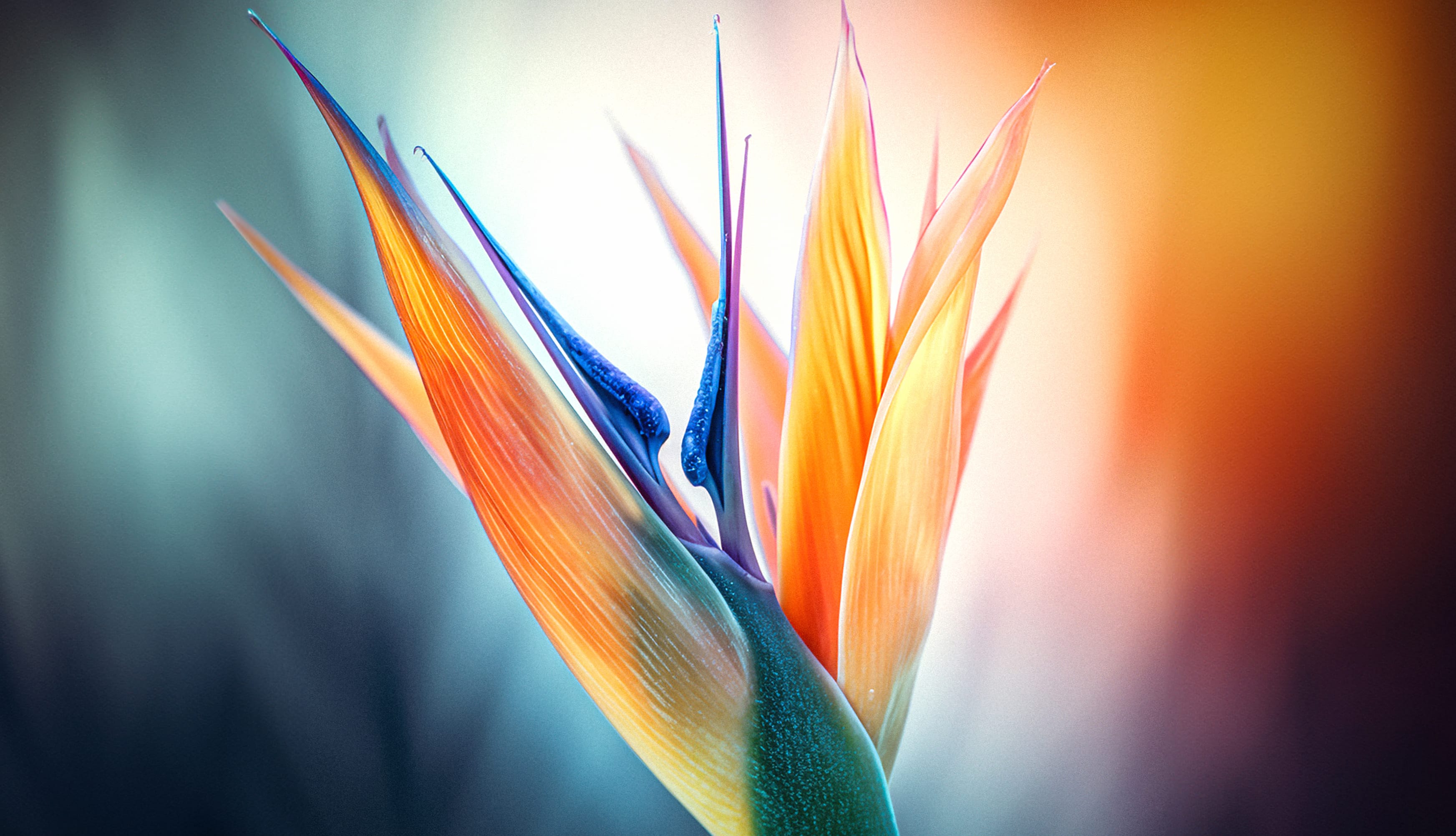 Bird of paradise flower Closeup Photography at 2560 x 1440 HD size wallpapers HD quality