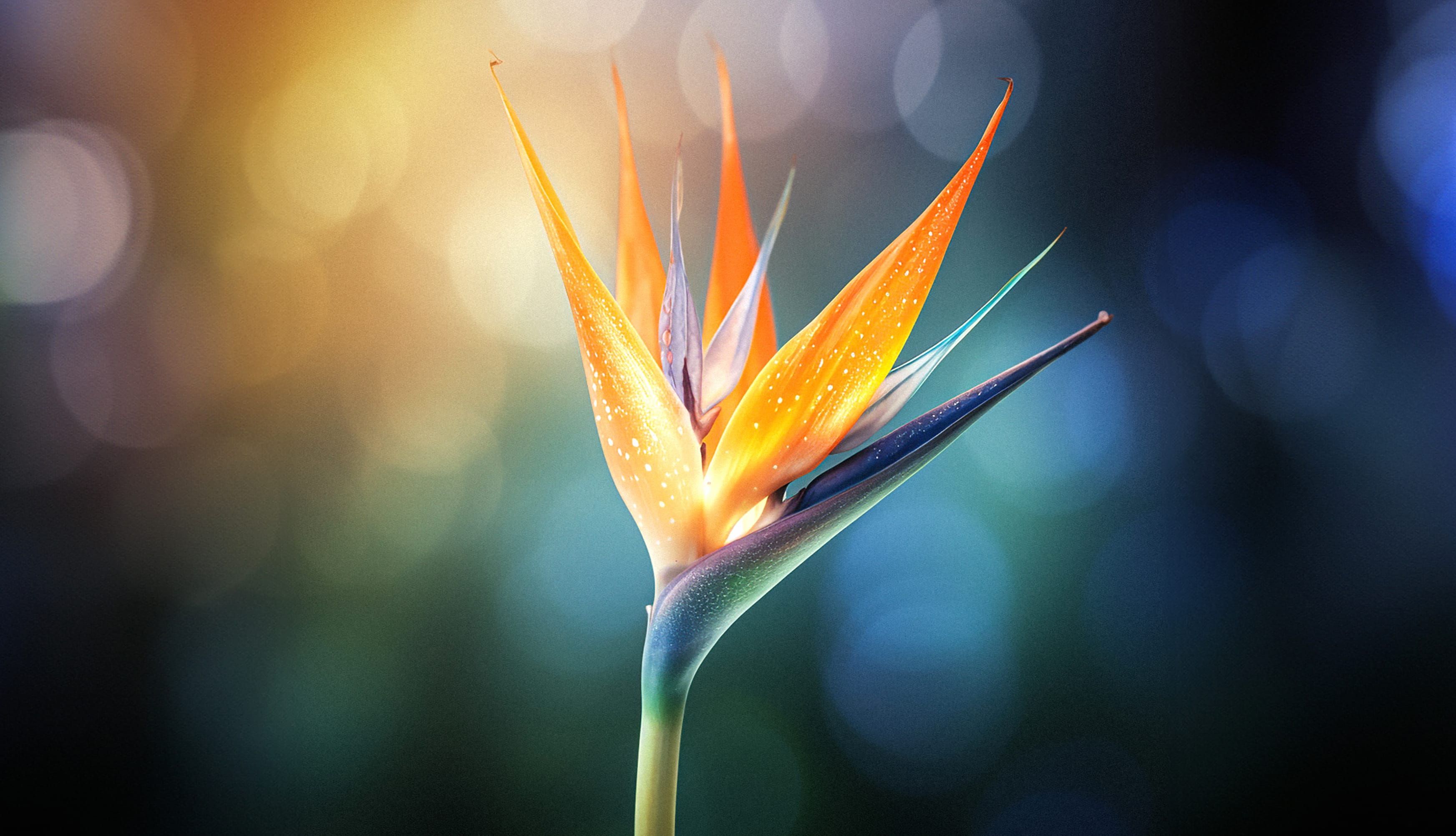 Bird of paradise flower Macro at 2048 x 2048 iPad size wallpapers HD quality