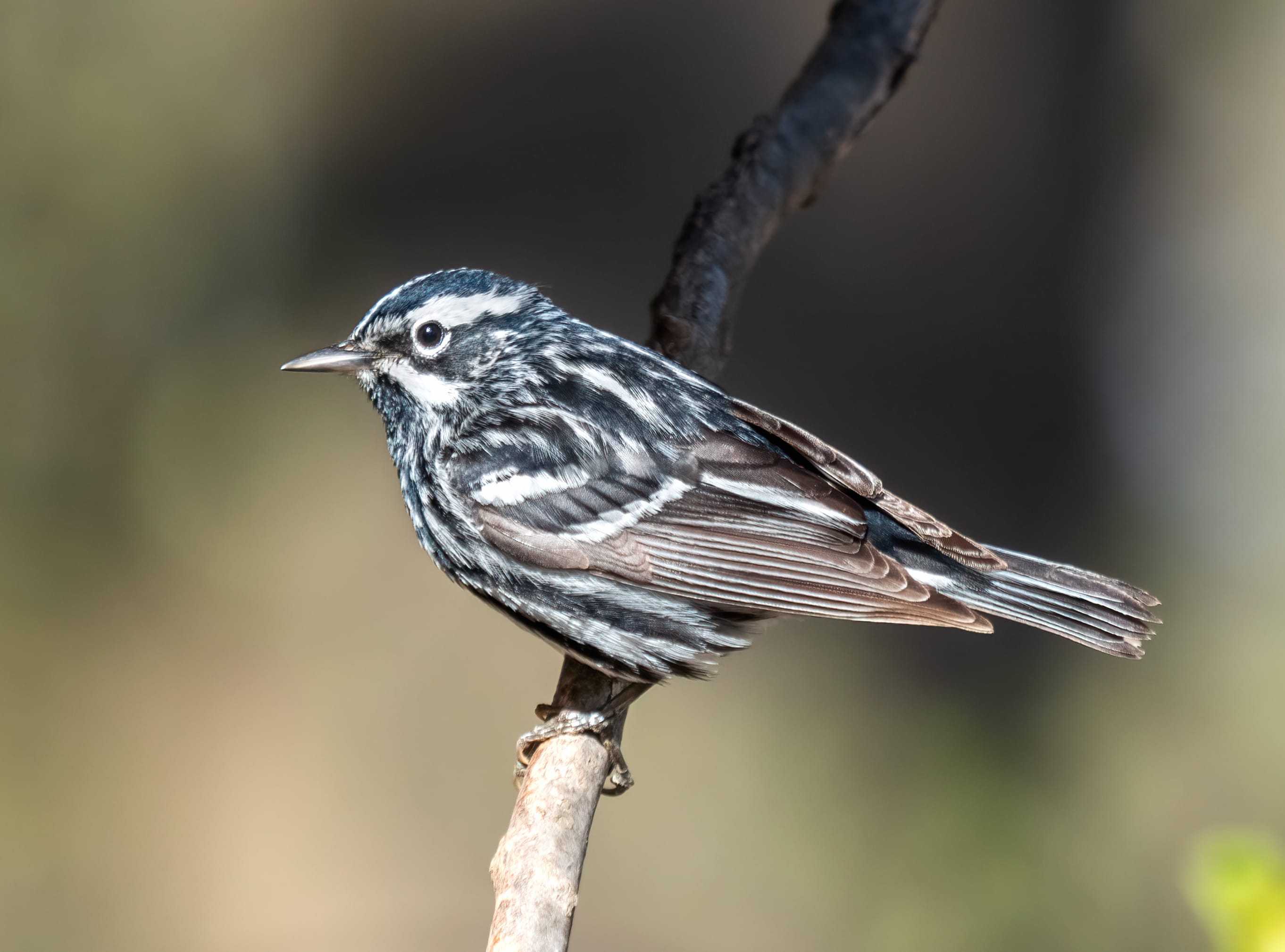 Black-and-white Warbler Animal Warbler at 1152 x 864 size wallpapers HD quality