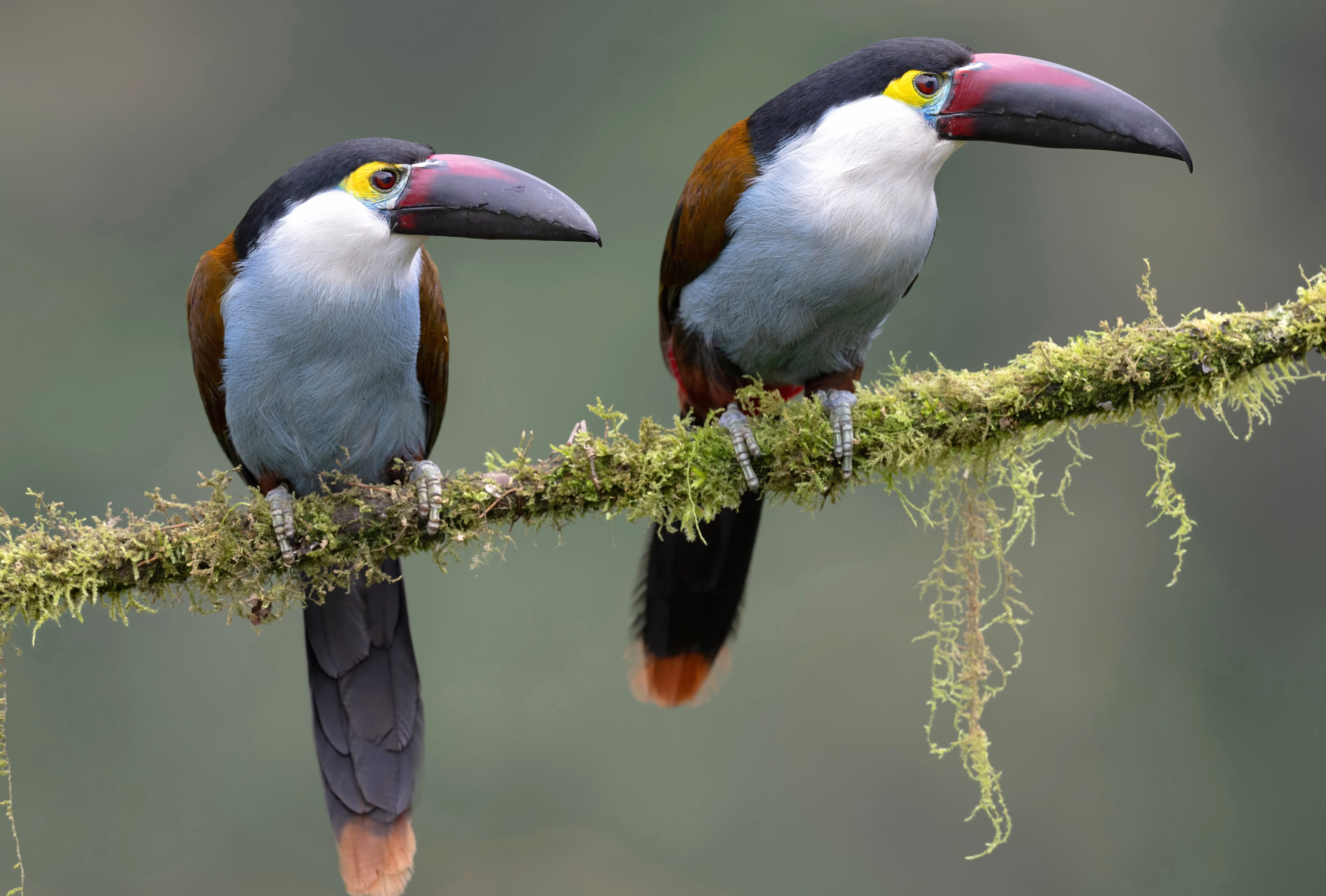 Black-billed Mountain-Toucan Animal Toucan wallpapers HD quality