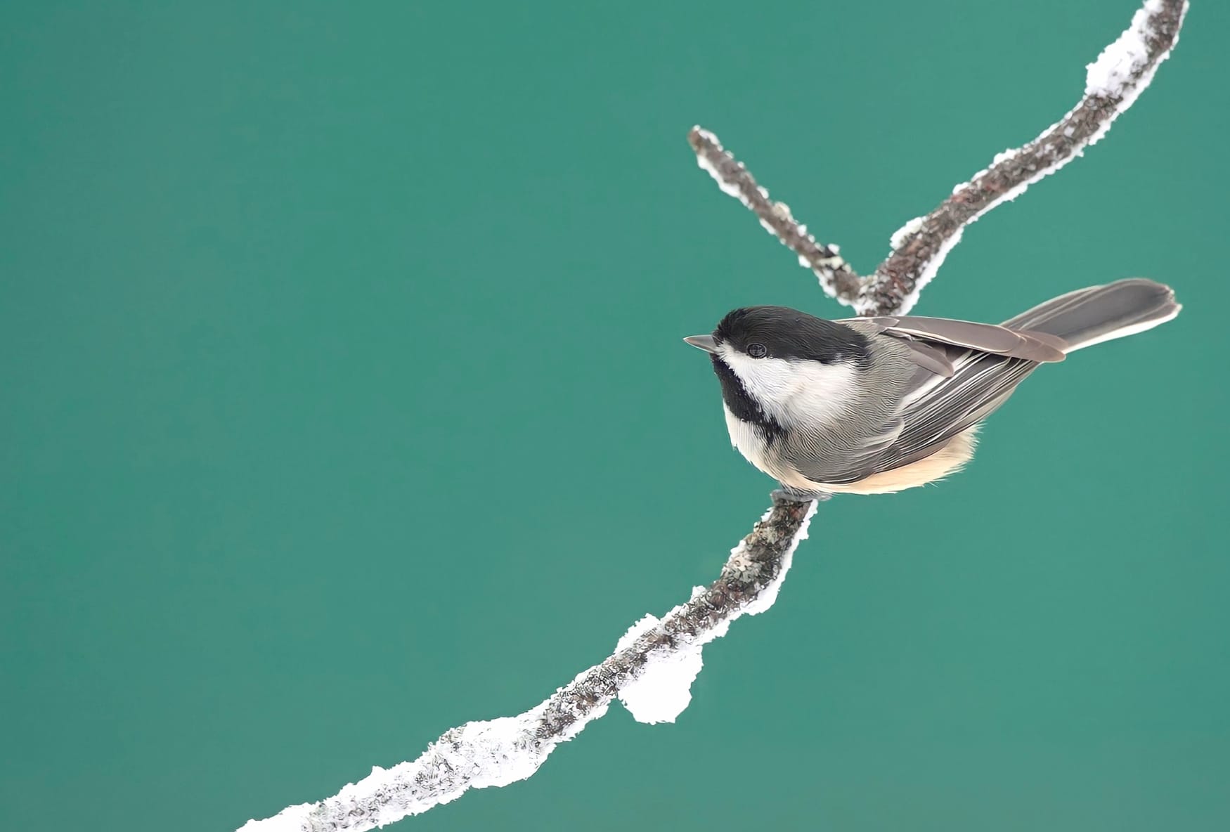 Black-capped Chickadee Animal Chickadee at 640 x 960 iPhone 4 size wallpapers HD quality