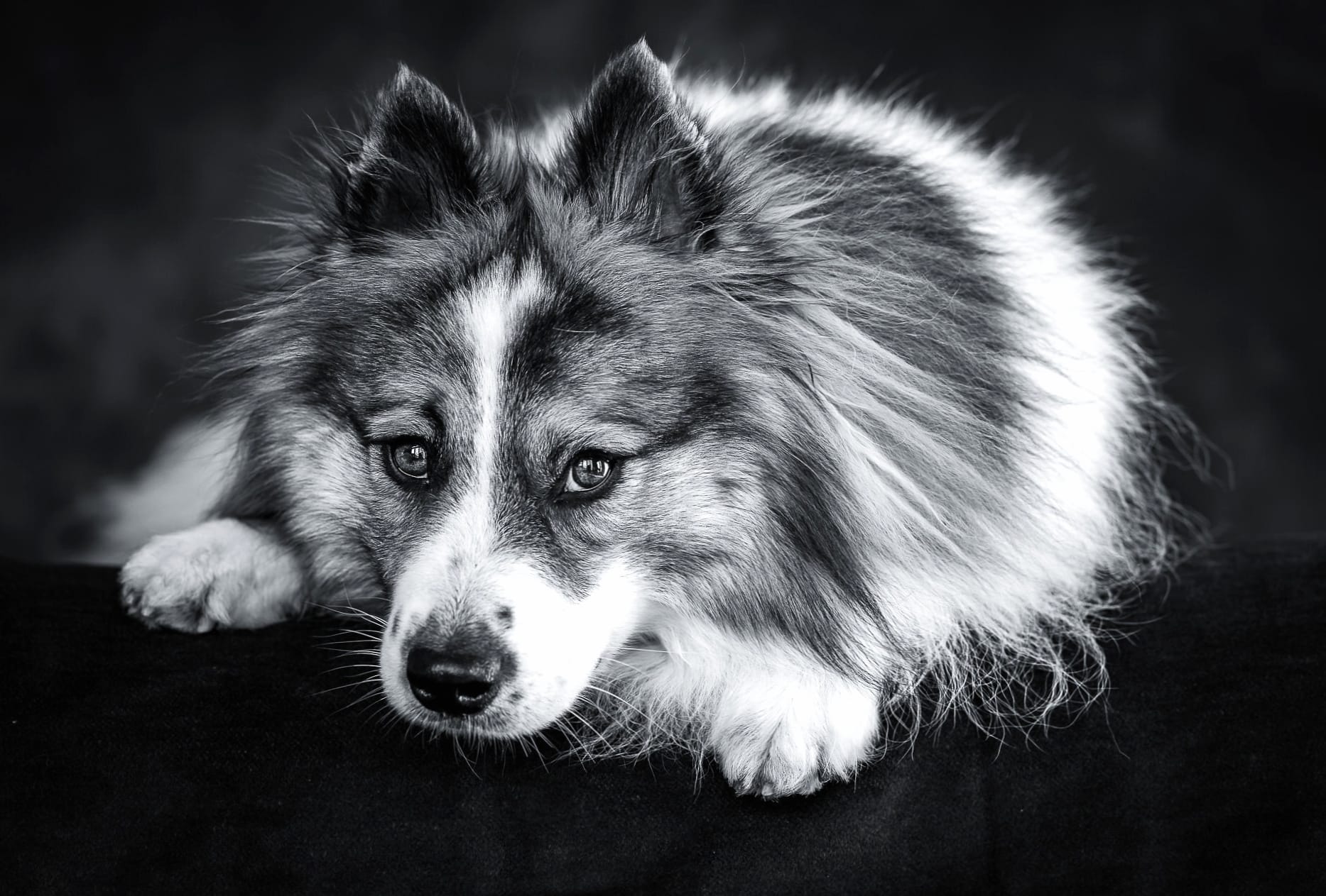 Black & White Animal Dog at 1280 x 720 HD size wallpapers HD quality